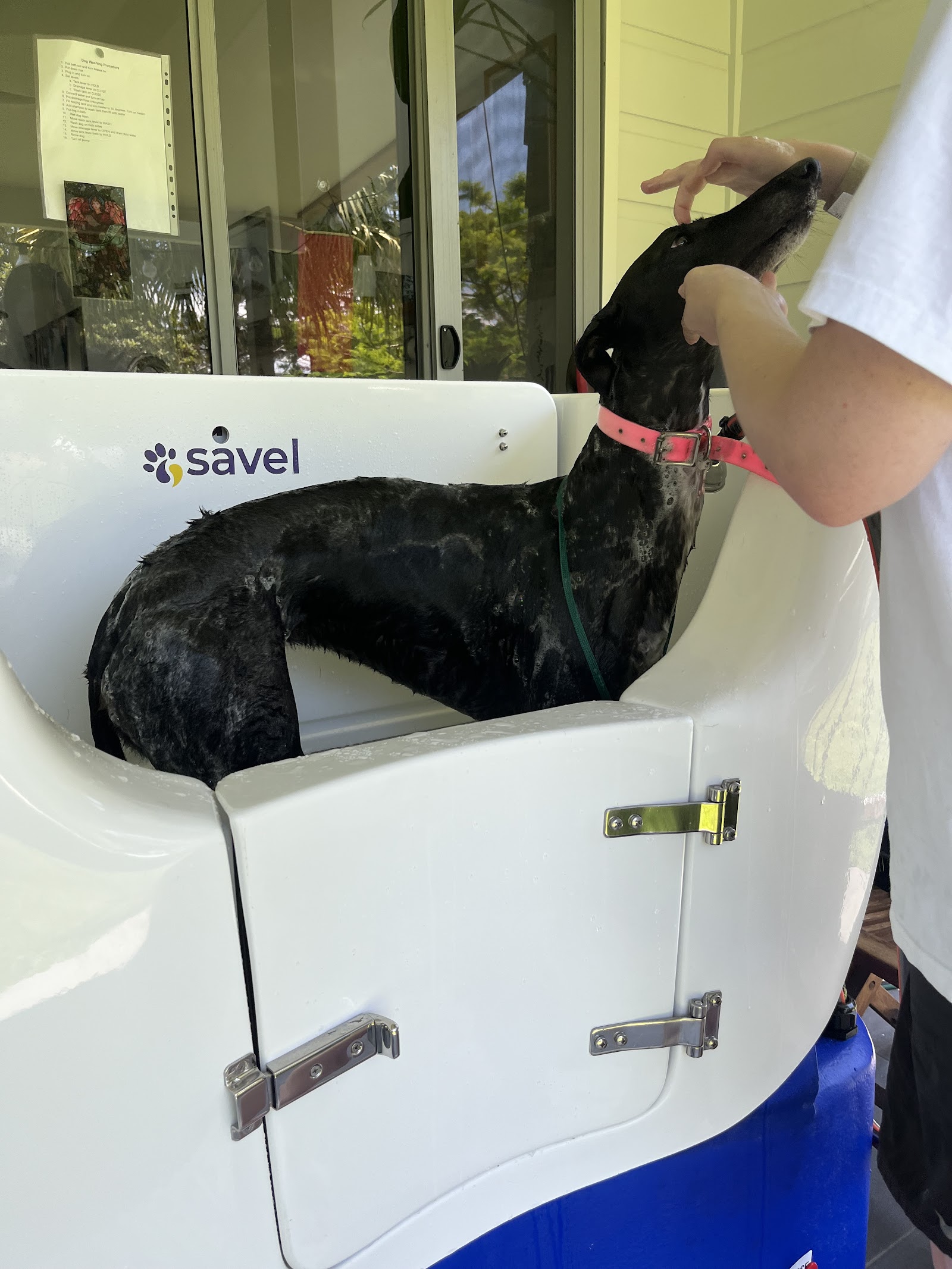 Spotless Dog Grooming