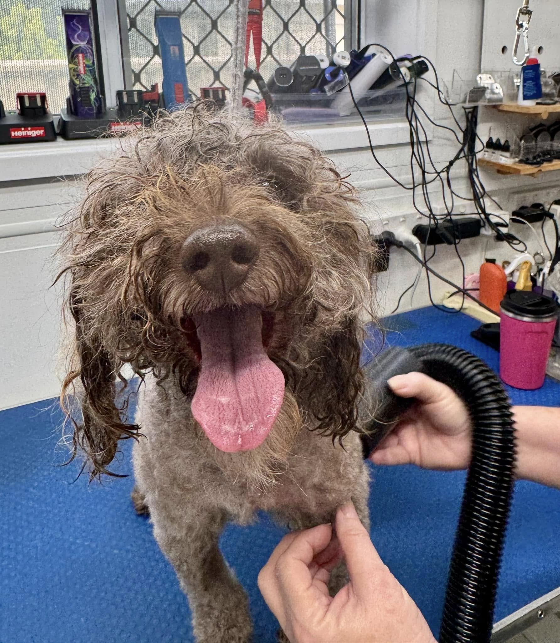 The Naked Hound Grooming Salon