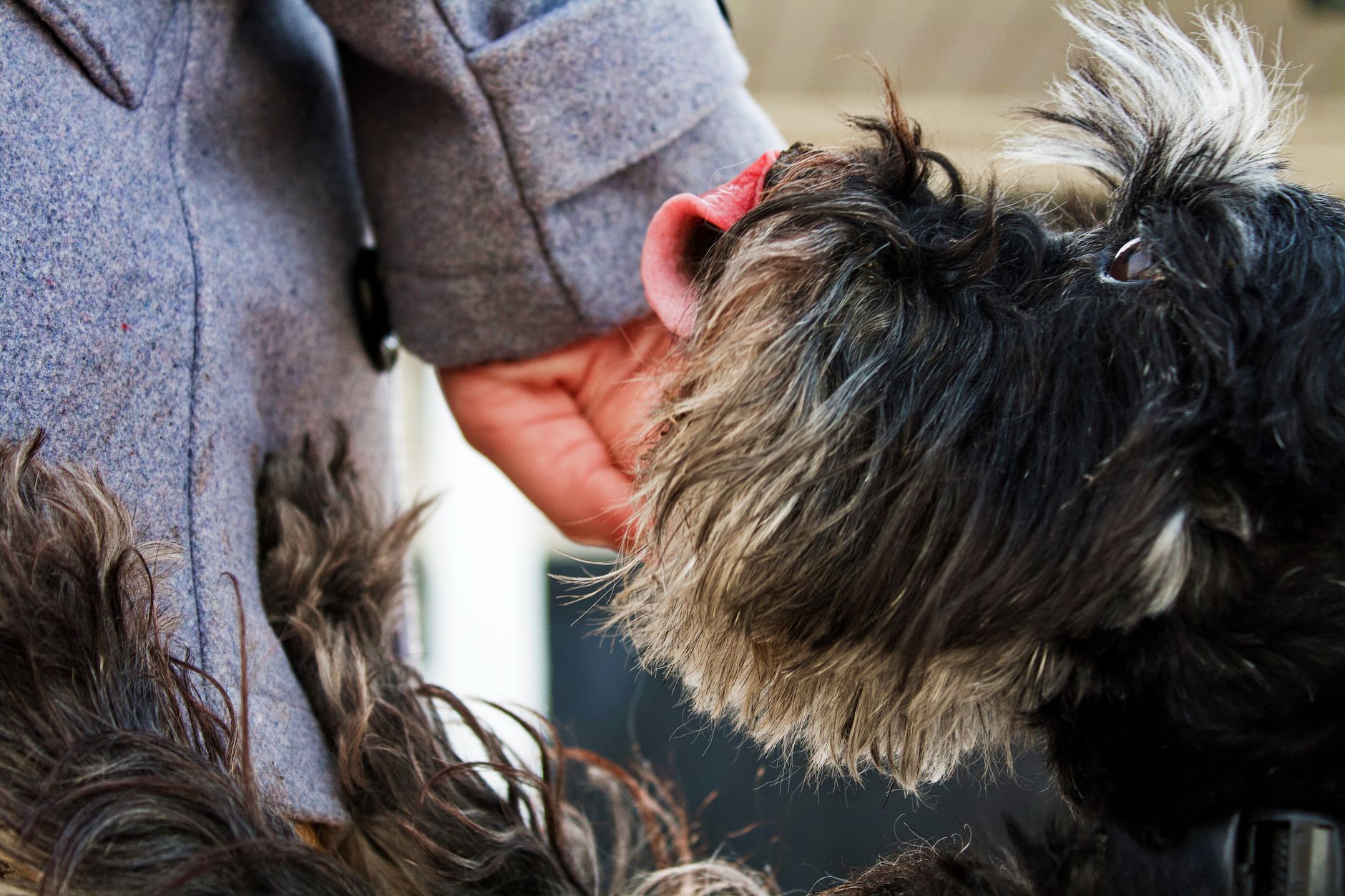 The Naked Hound Grooming Salon