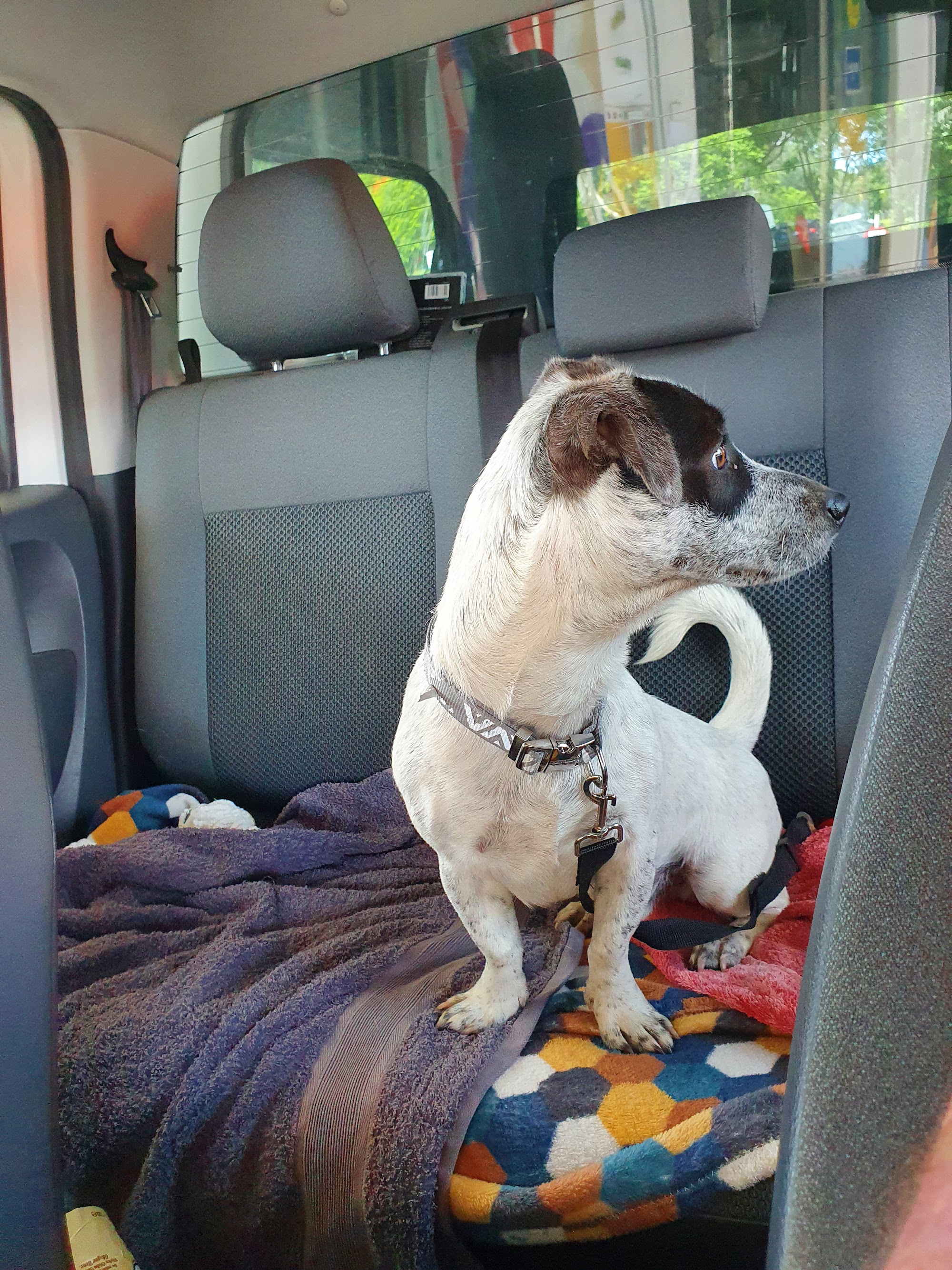 Clarence Valley Veterinary Clinic — Pet Groomers