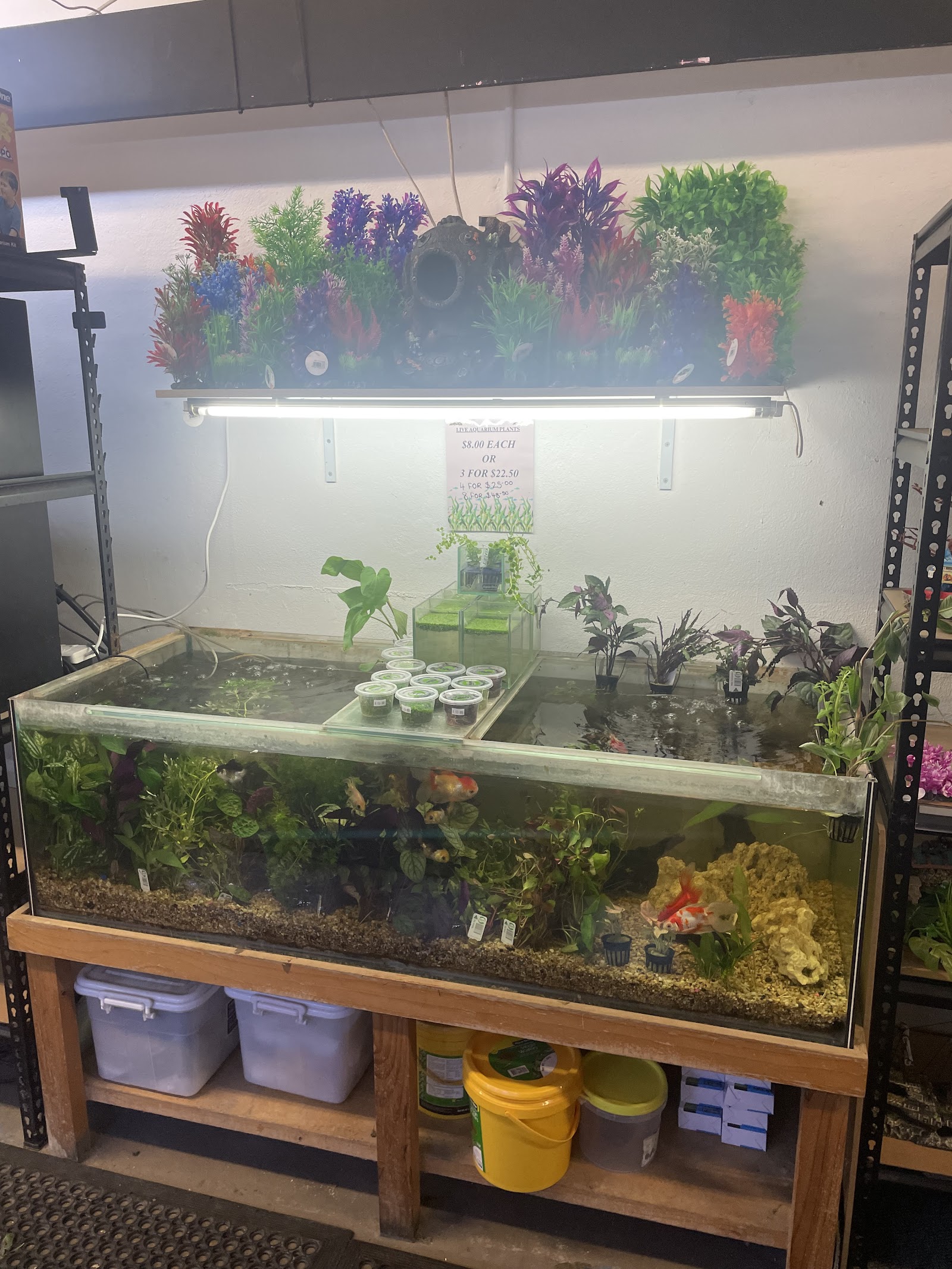 Dolly's Pet Shop