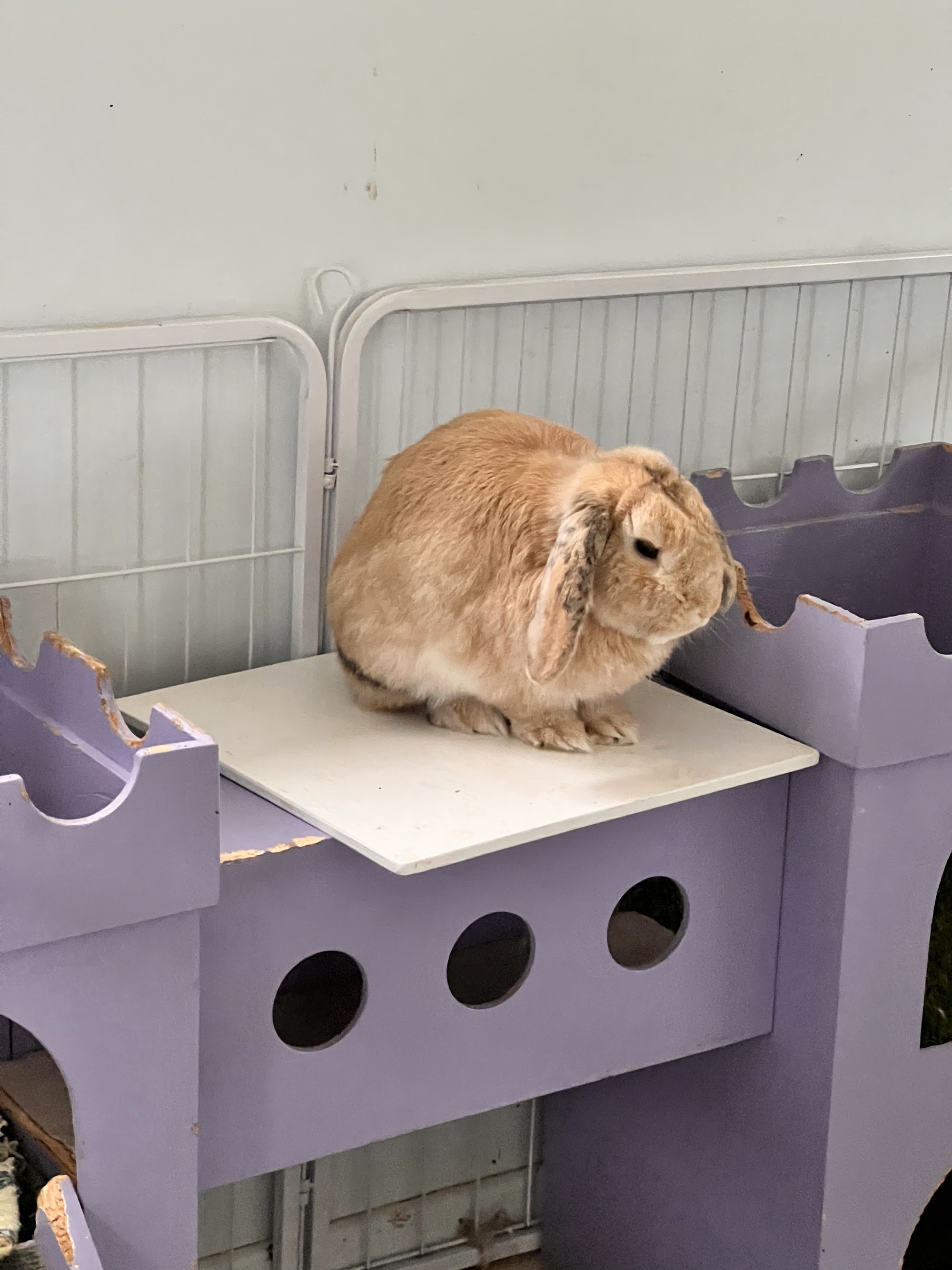 Petstock Grafton — Pet Groomers