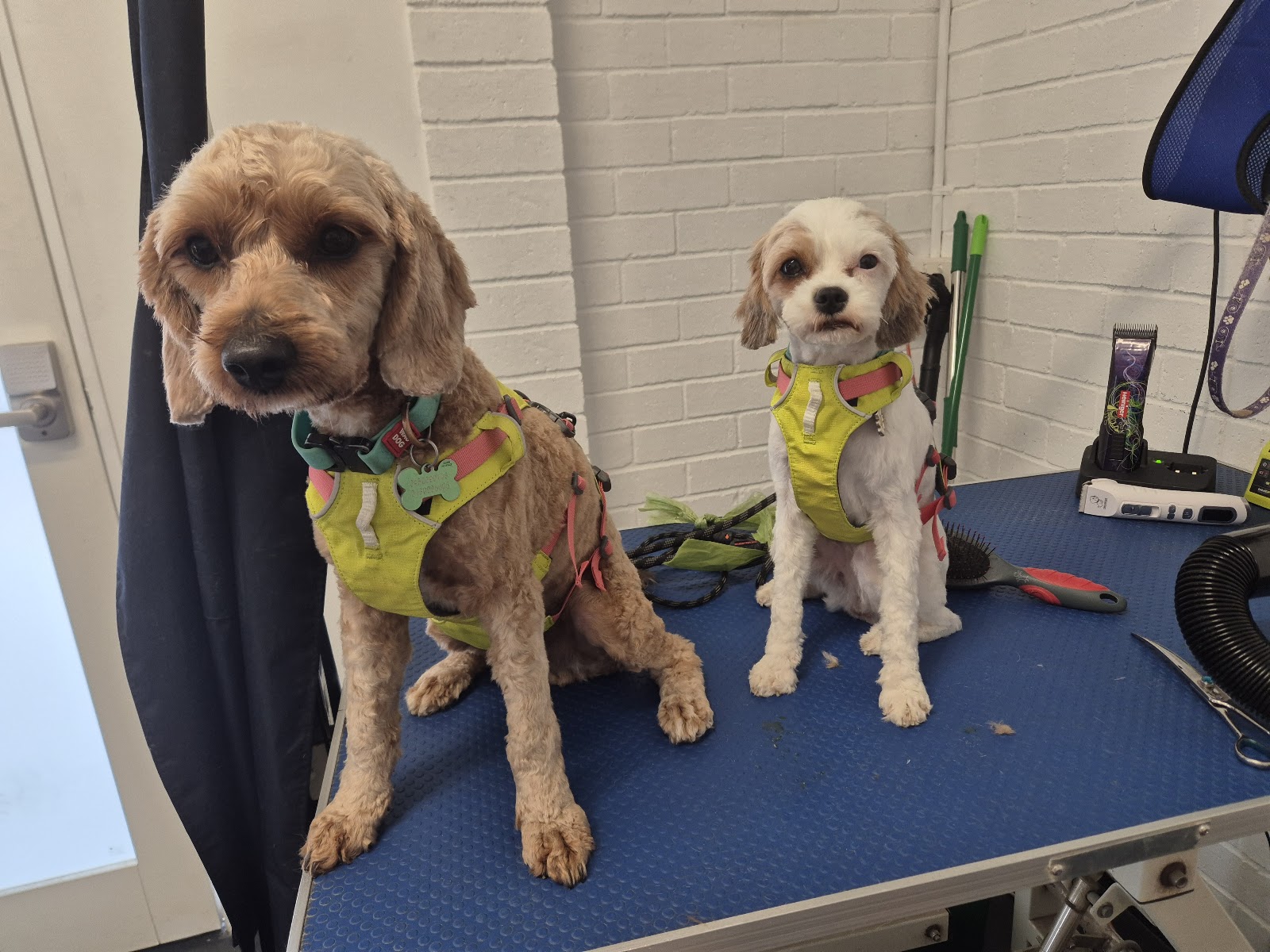 Affordable Pet Care — Pet Groomers