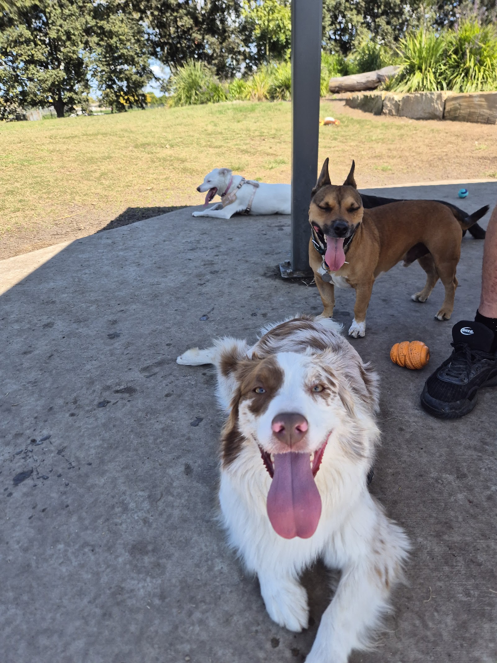 Affordable Pet Care