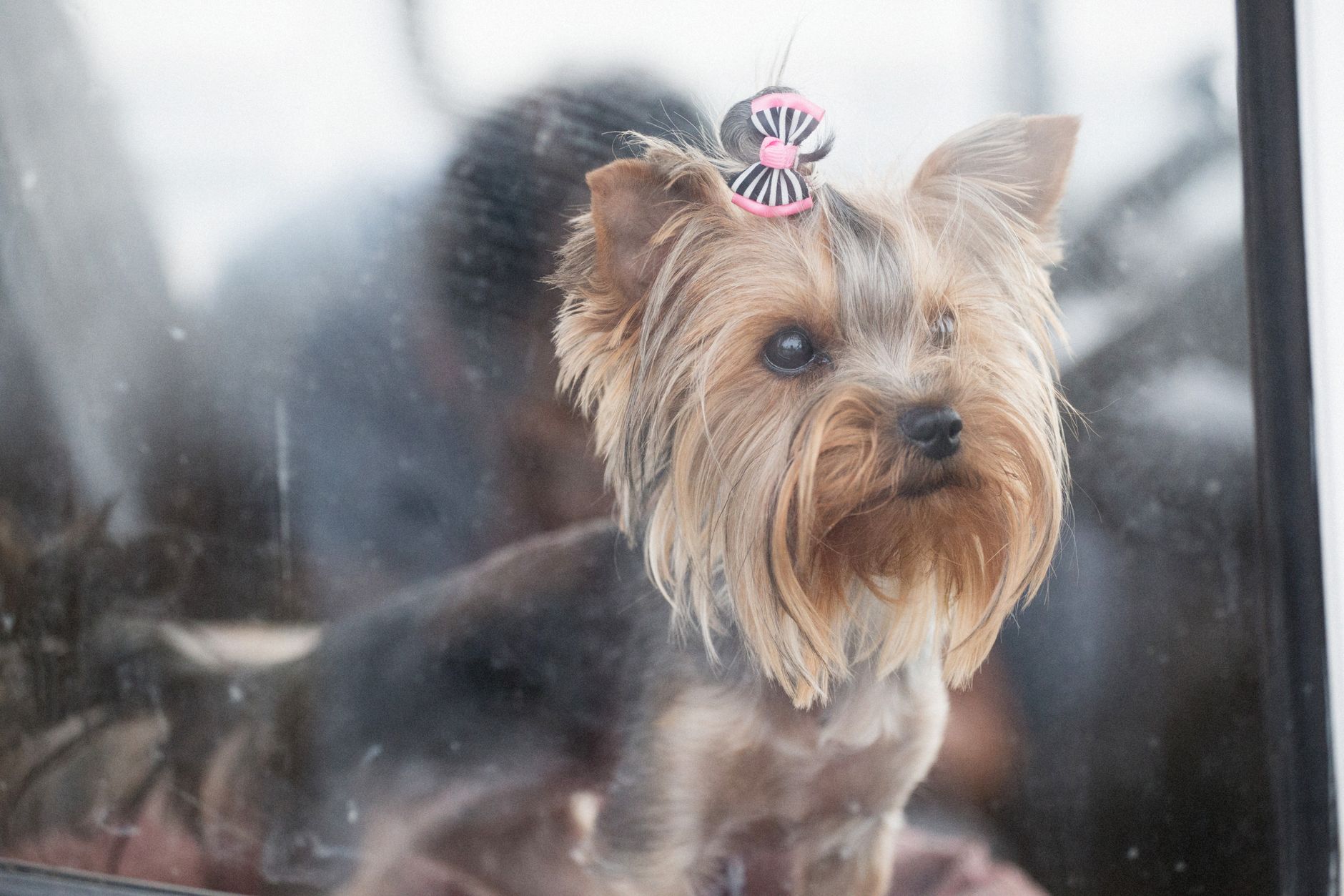 Pawsome pooches grooming service