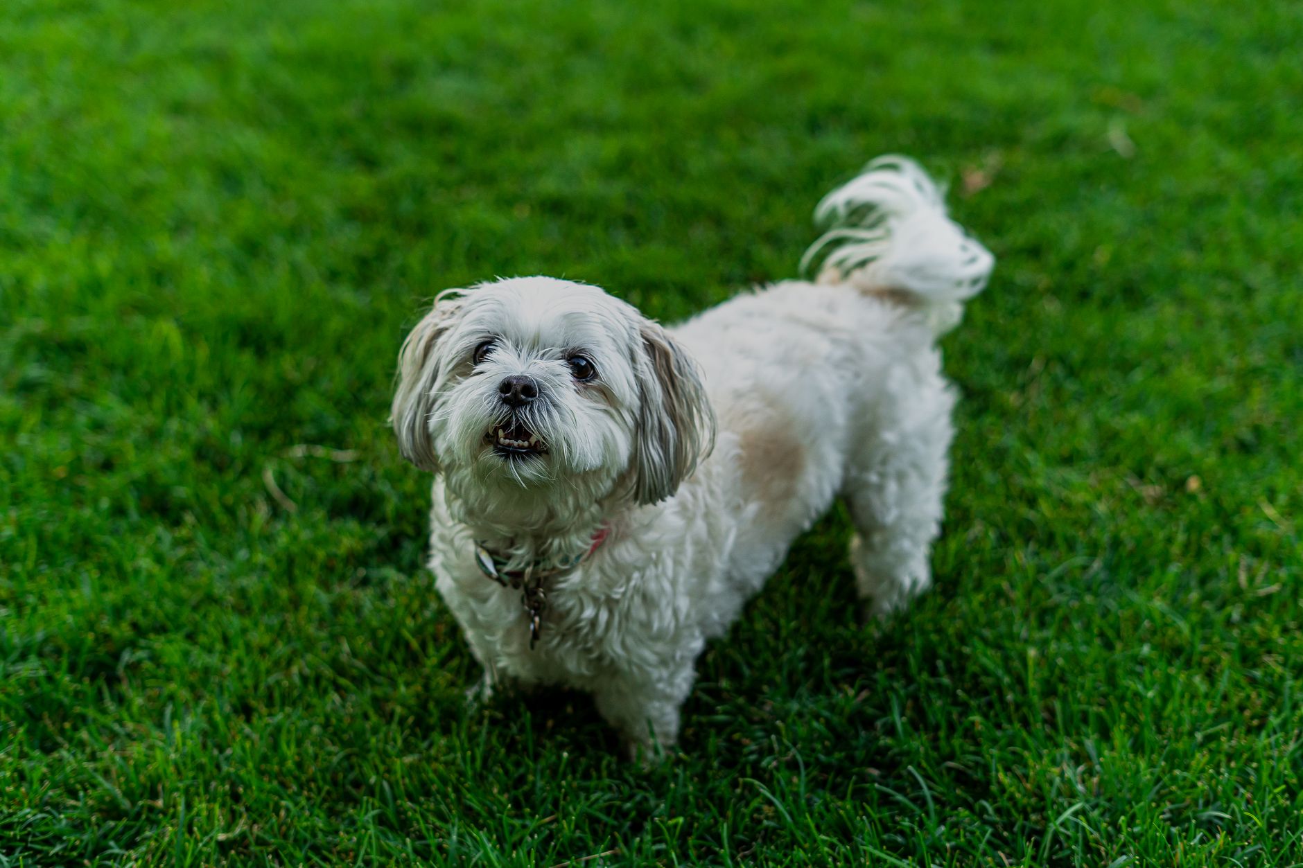 Pawsome pooches grooming service