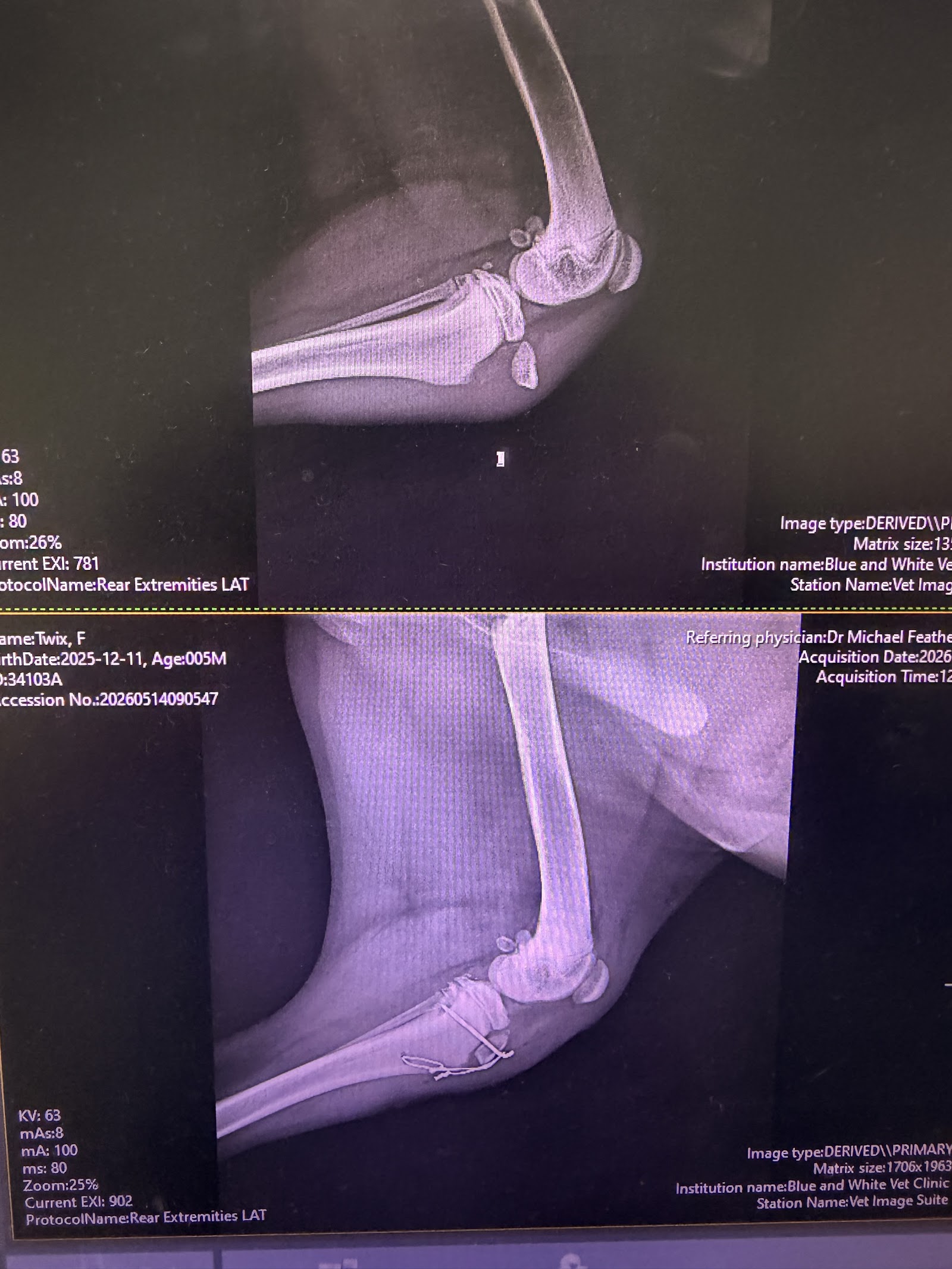 Blue & White Vet Surgery
