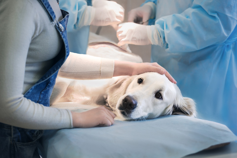 Blue & White Vet Surgery