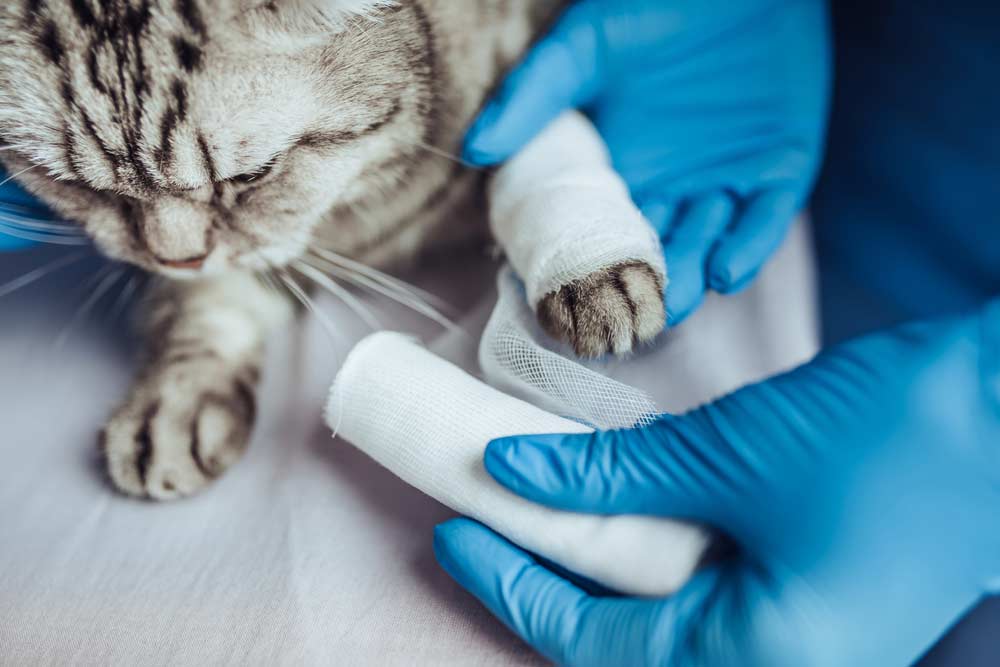 Blue & White Vet Surgery