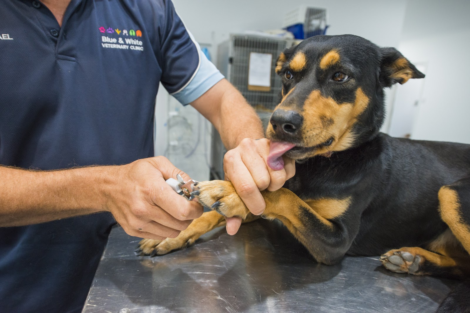 Blue & White Vet Surgery
