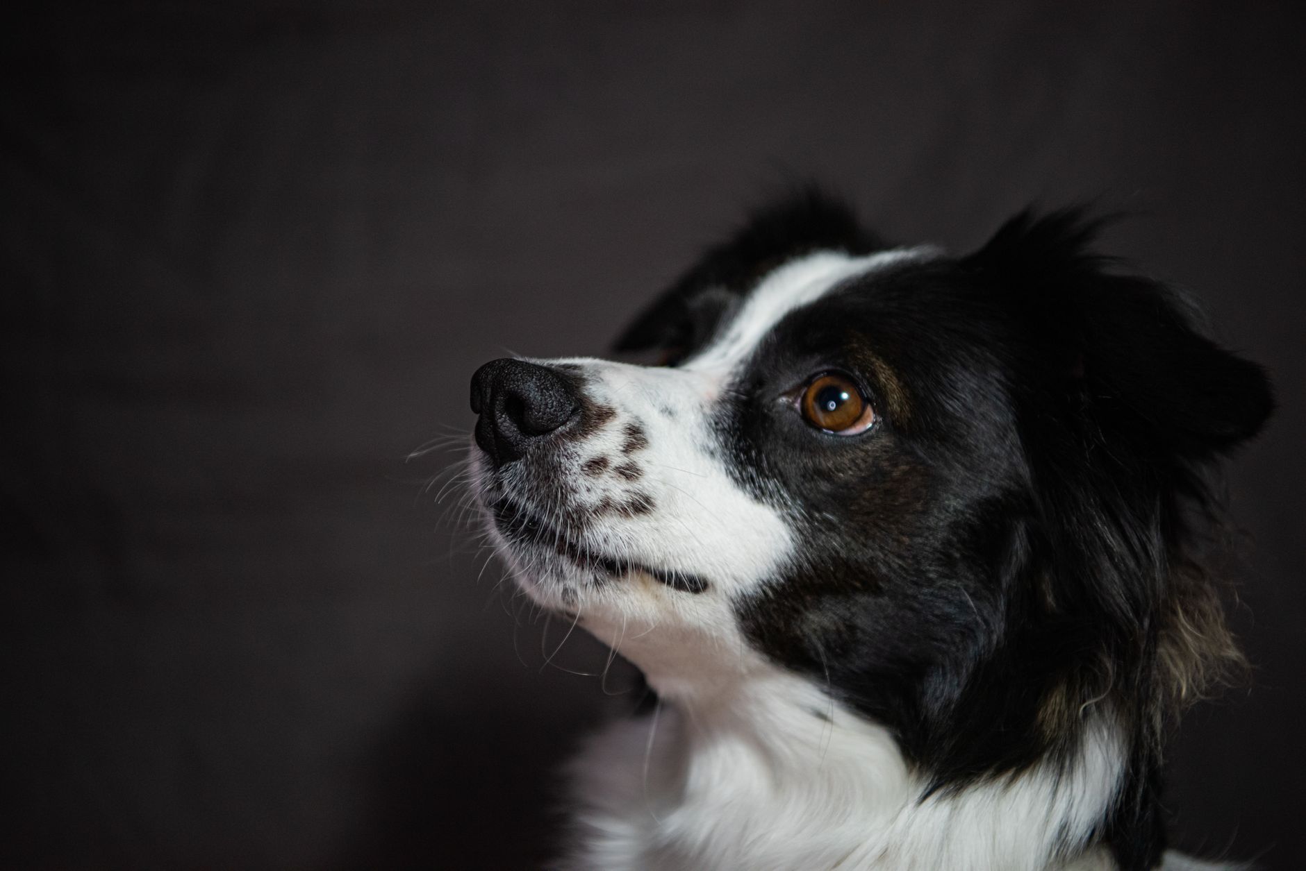 Hudson & Co Doggy Daycare