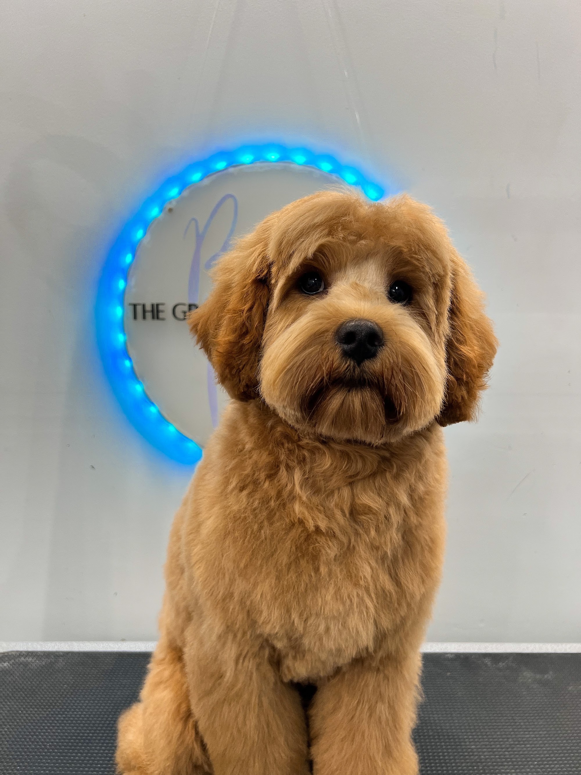 The Grooming Collective by P&L — Pet Groomers
