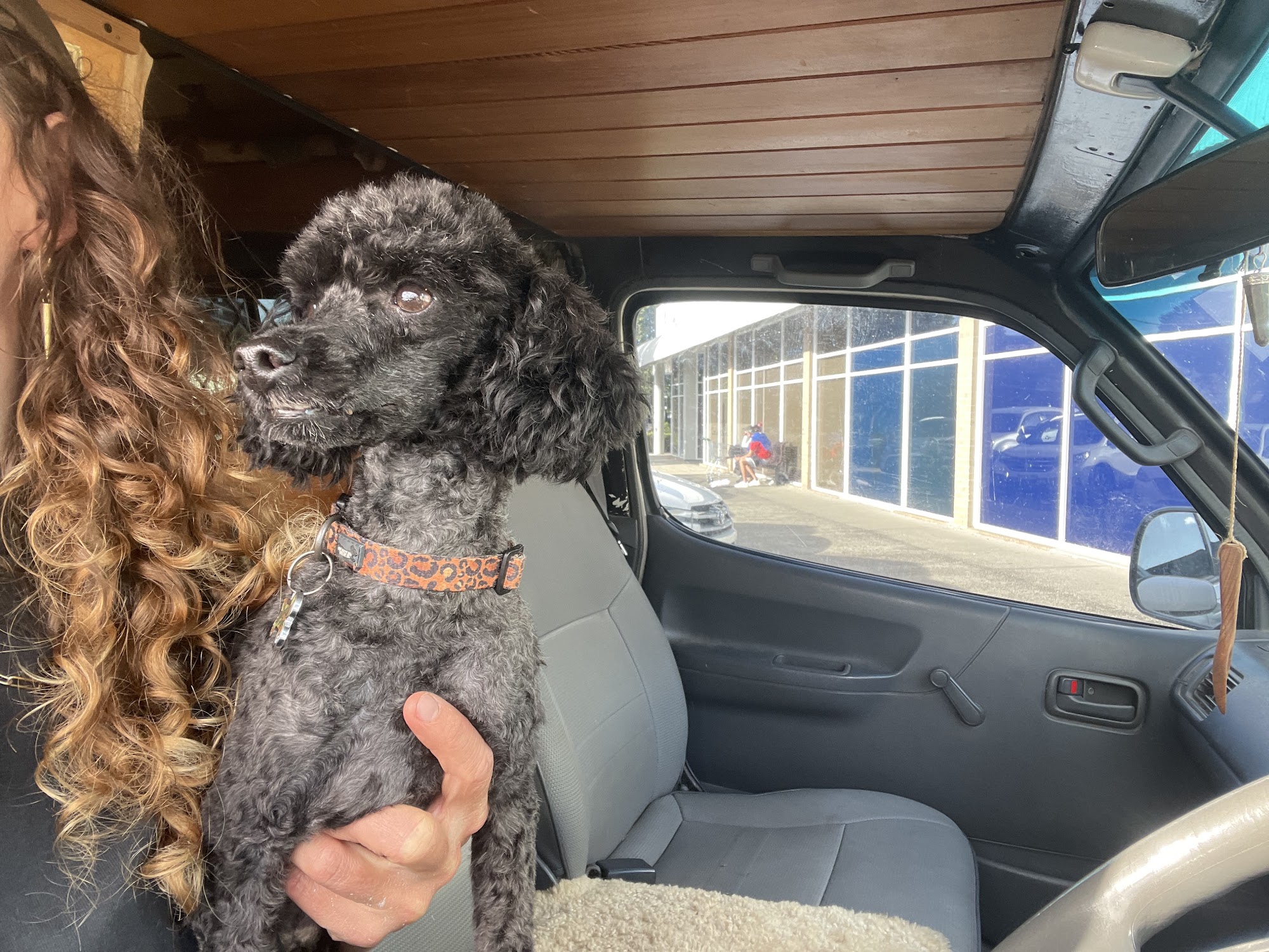 Dirty Dog Salon