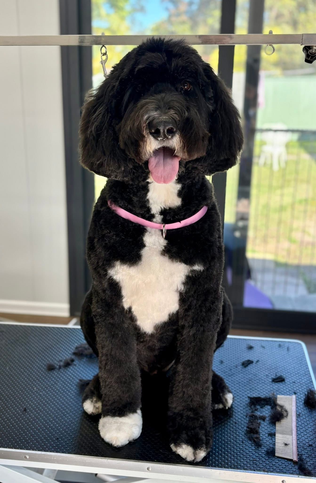 Jazz's Dog Grooming
