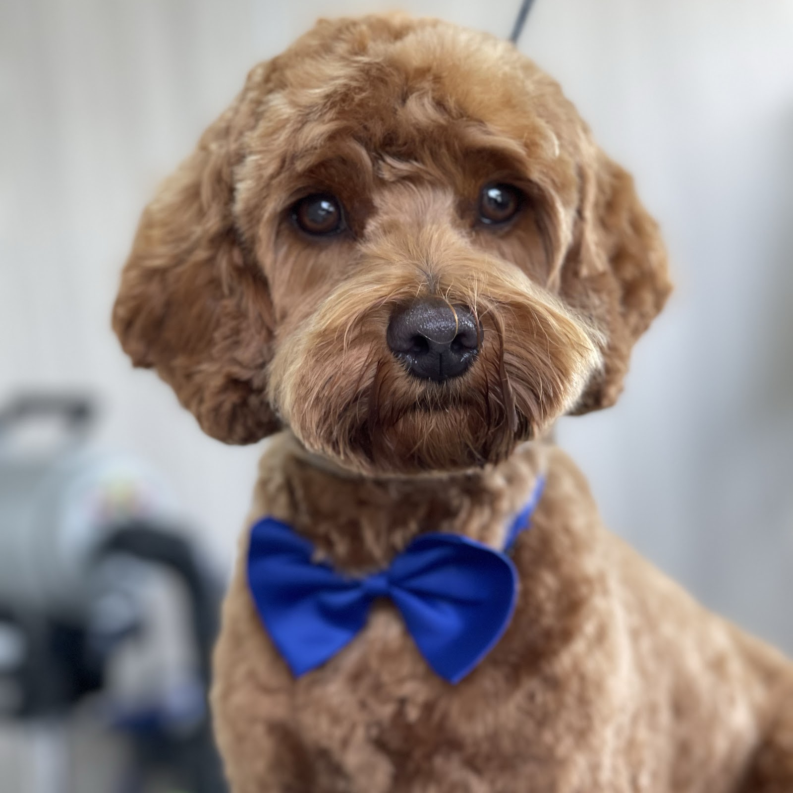 Kim’s Dog Grooming Salon - Coffs Harbour — Pet Groomers