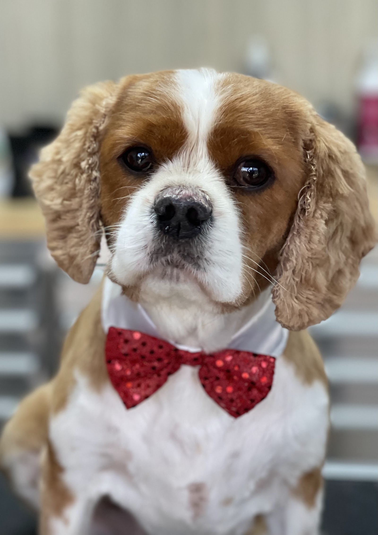 Kim’s Dog Grooming Salon - Coffs Harbour