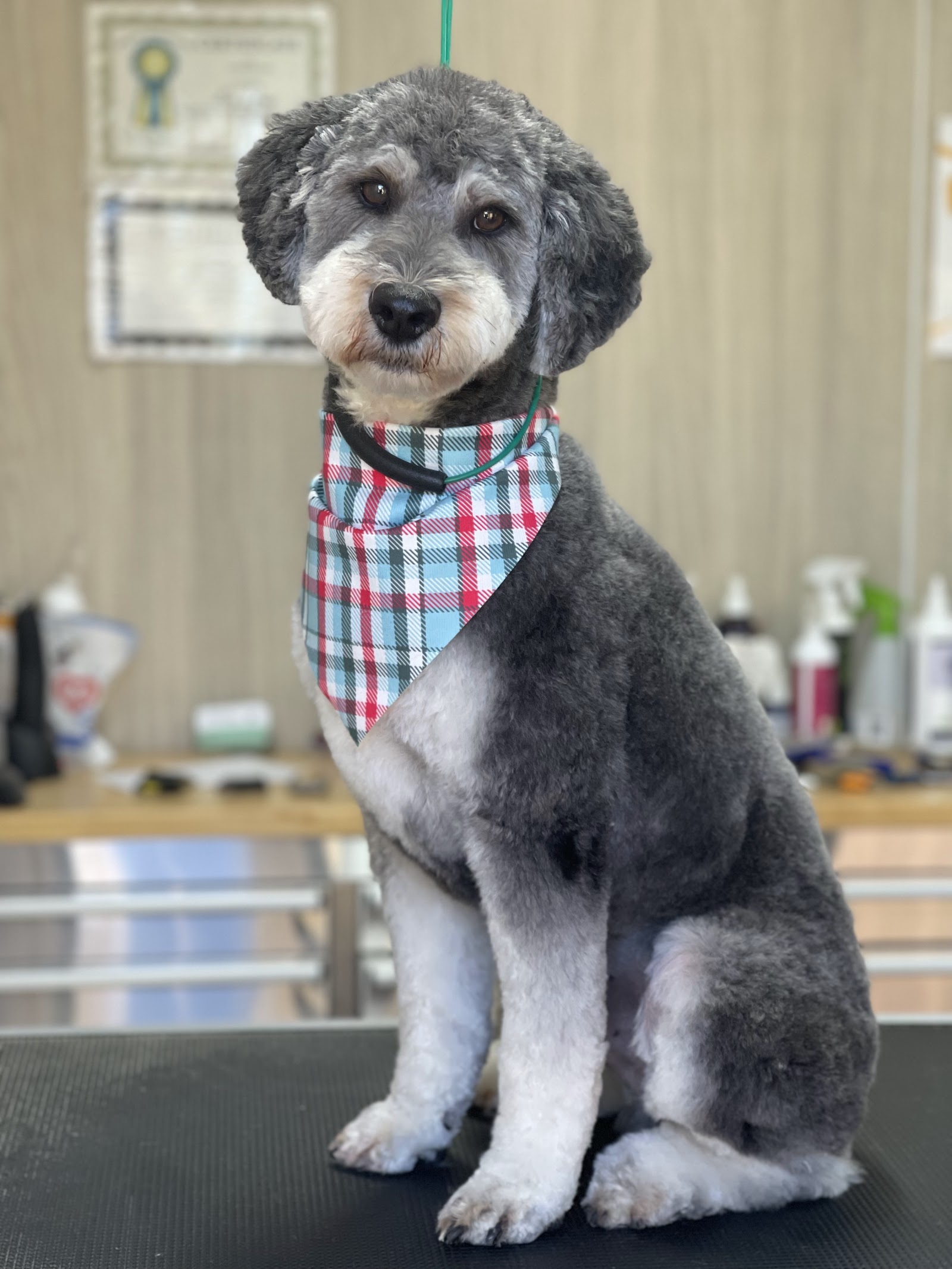 Kim’s Dog Grooming Salon - Coffs Harbour