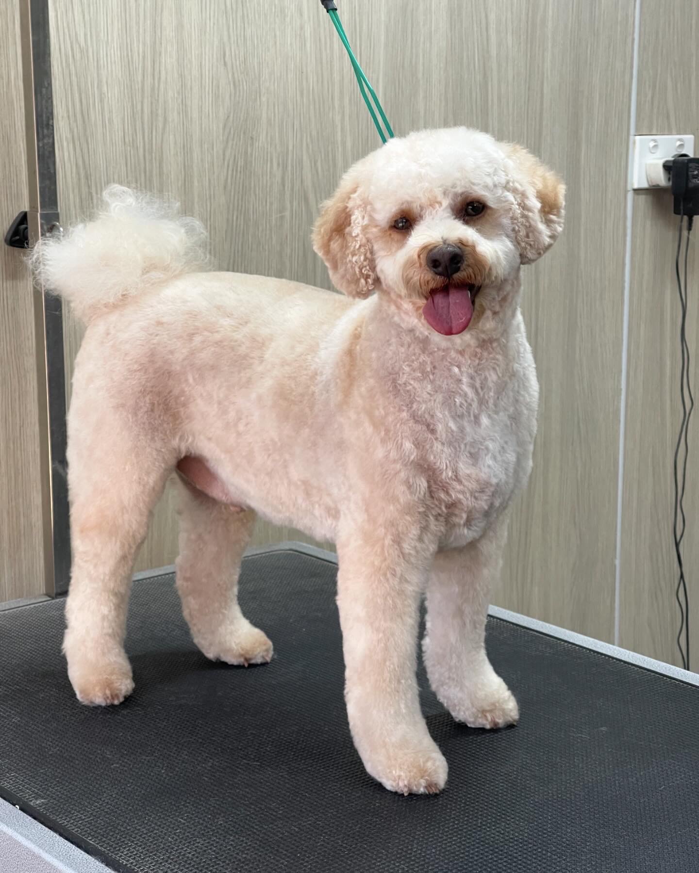 Kim’s Dog Grooming Salon - Coffs Harbour