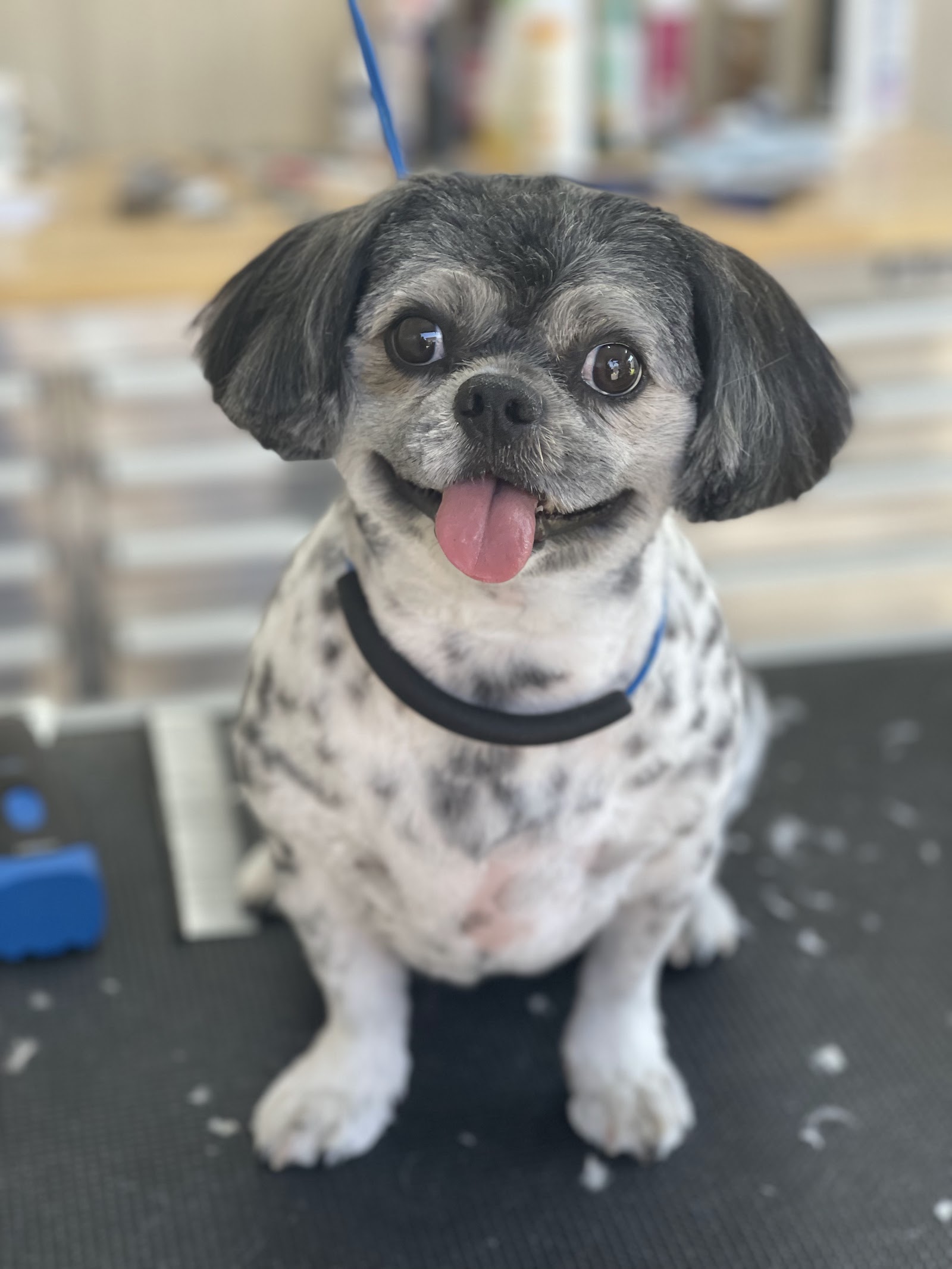 Kim’s Dog Grooming Salon - Coffs Harbour