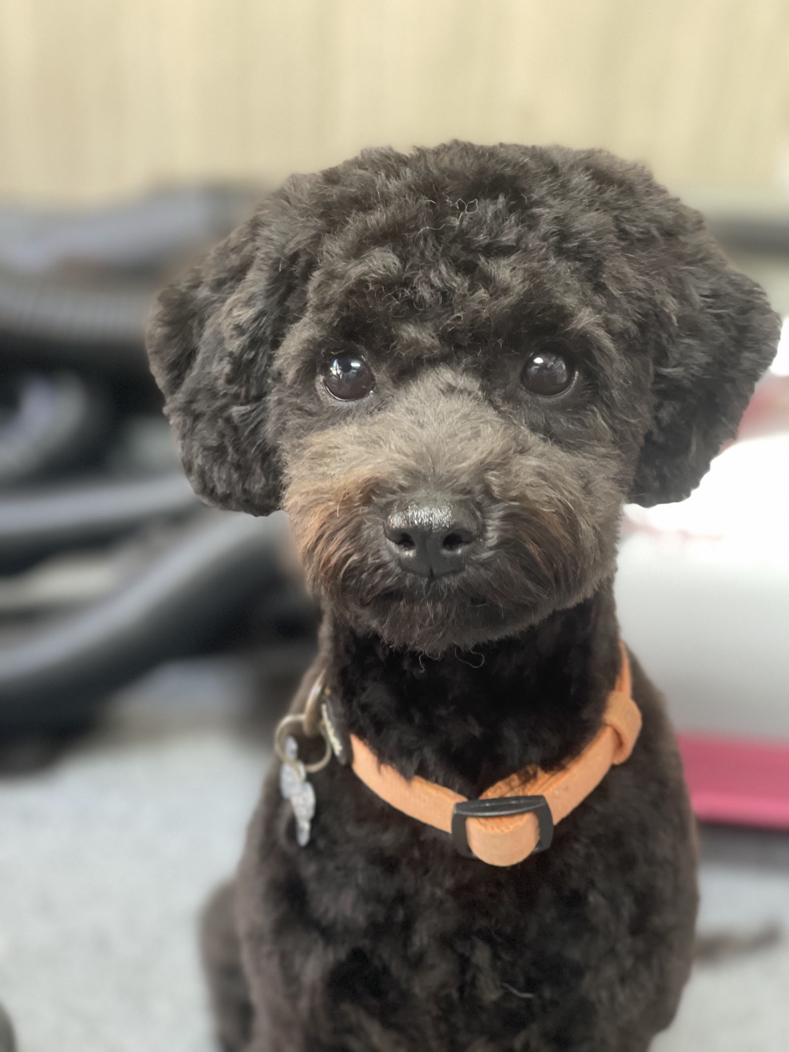 Kim’s Dog Grooming Salon - Coffs Harbour