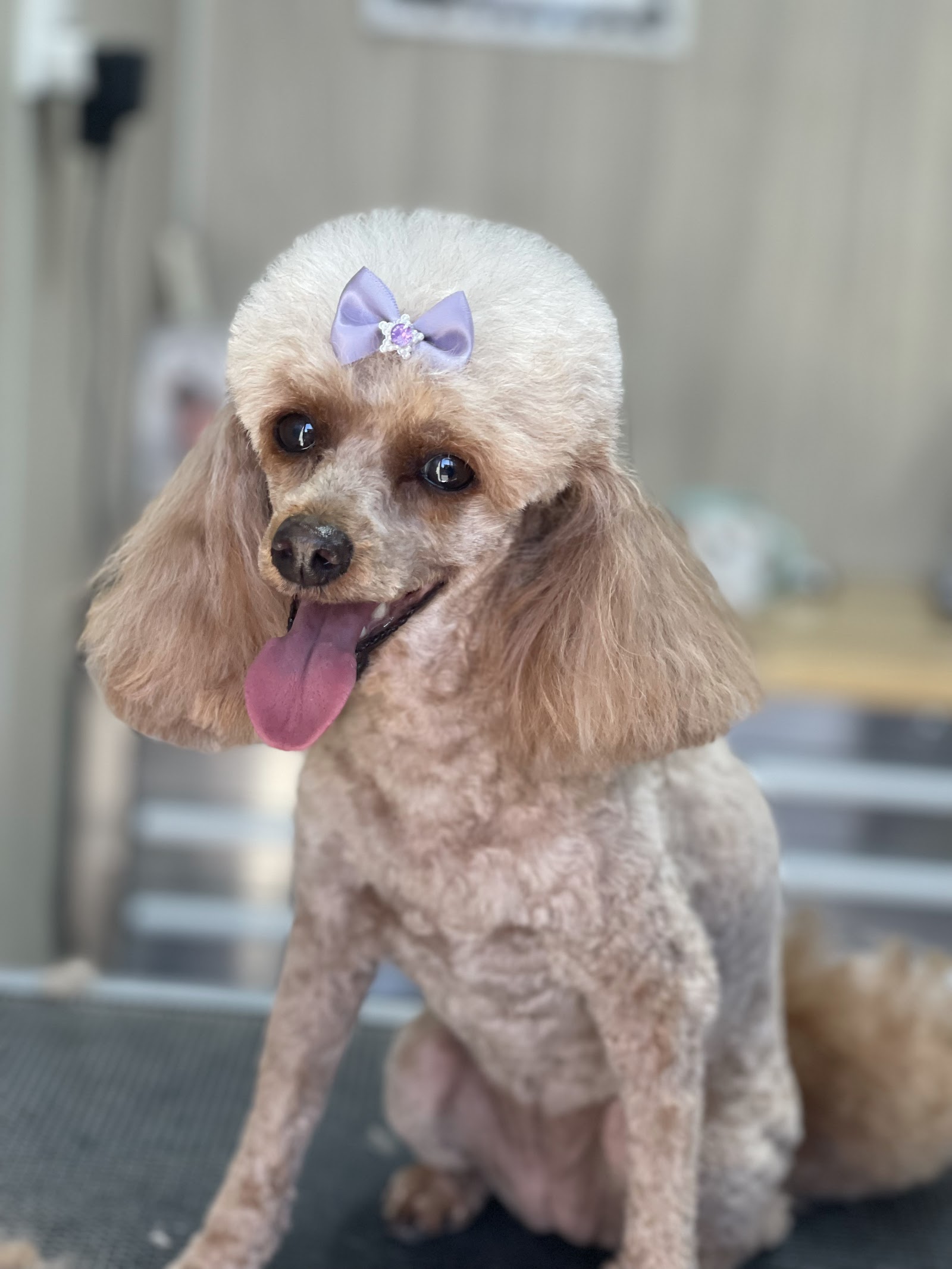 Kim’s Dog Grooming Salon - Coffs Harbour