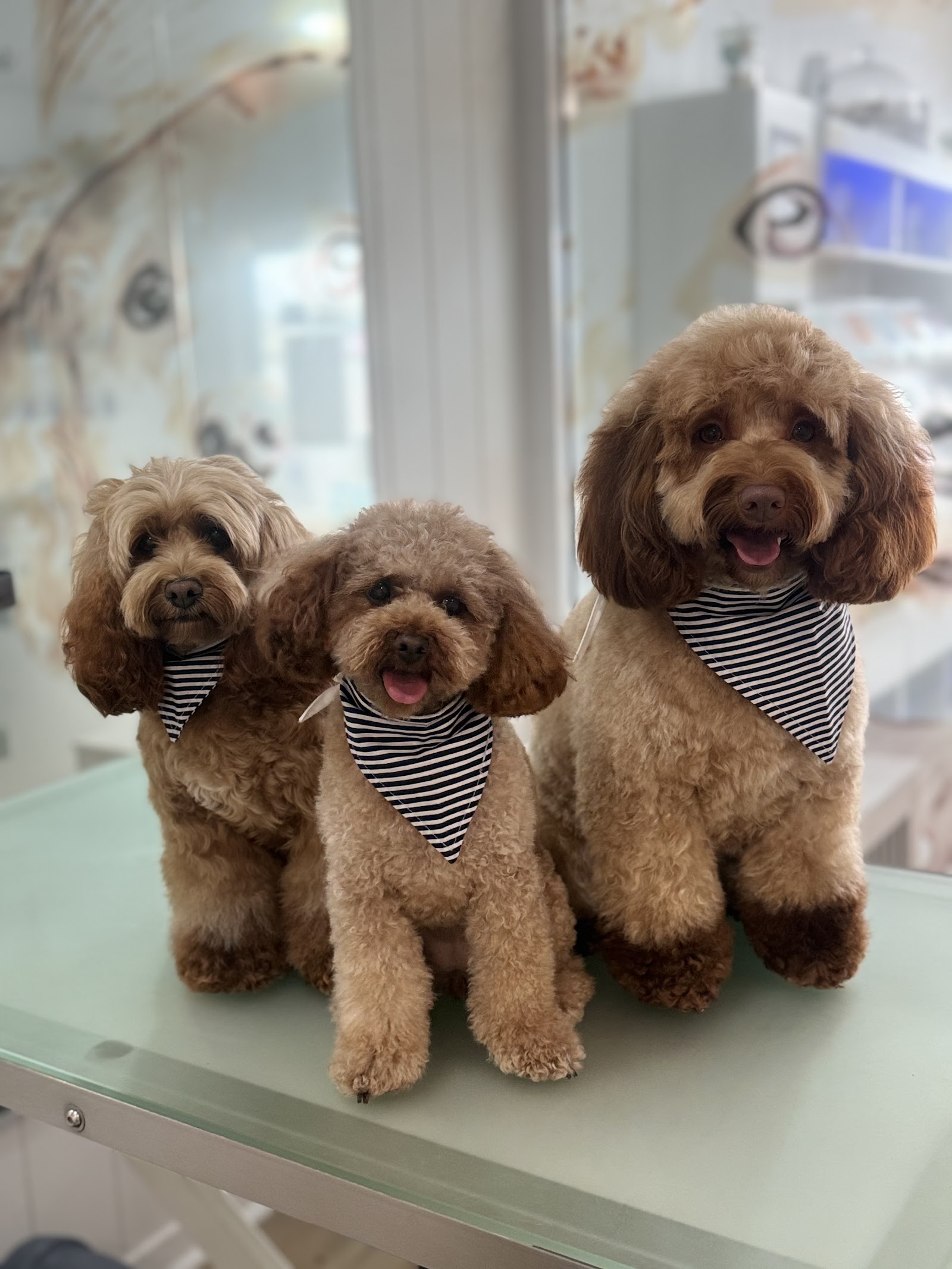 Harbour Dogs