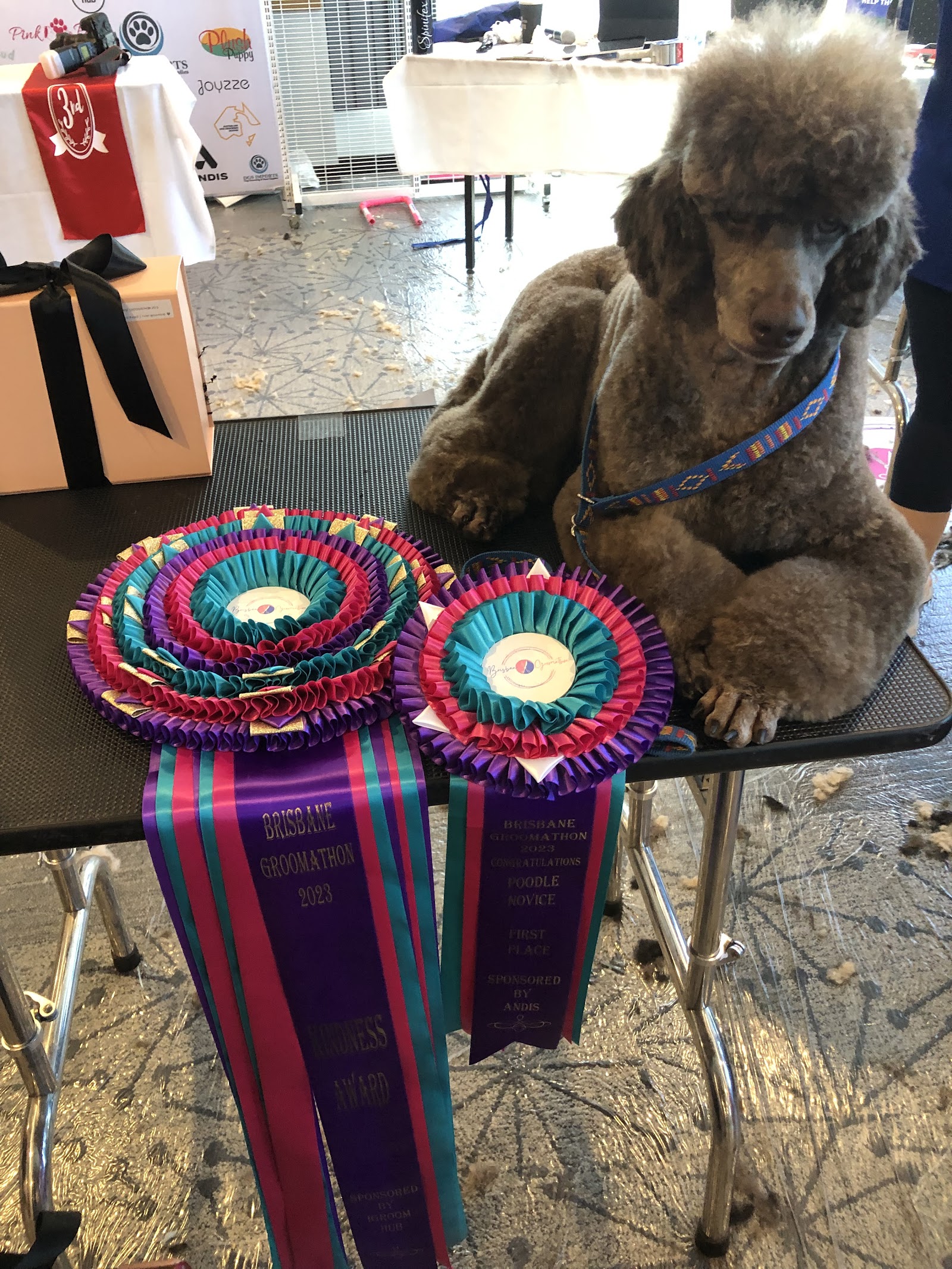 Harbour Dogs