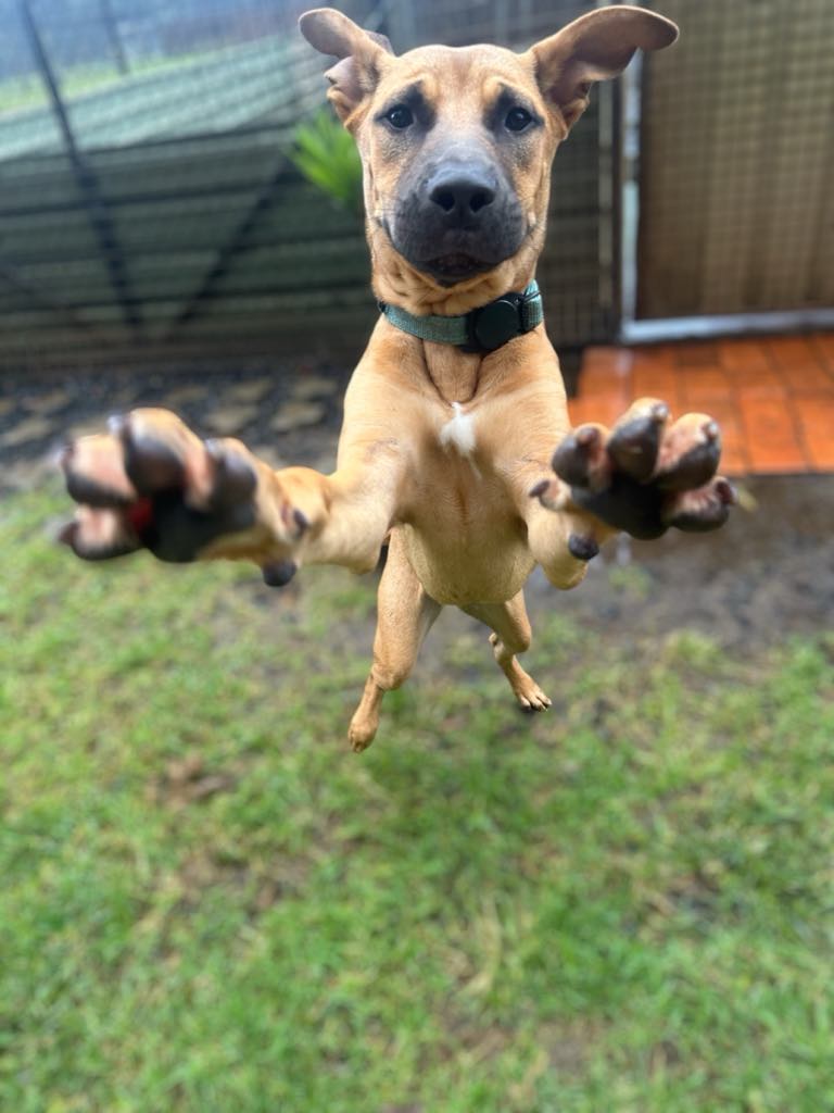 Coffs Coast Pet Resort — Pet Groomers