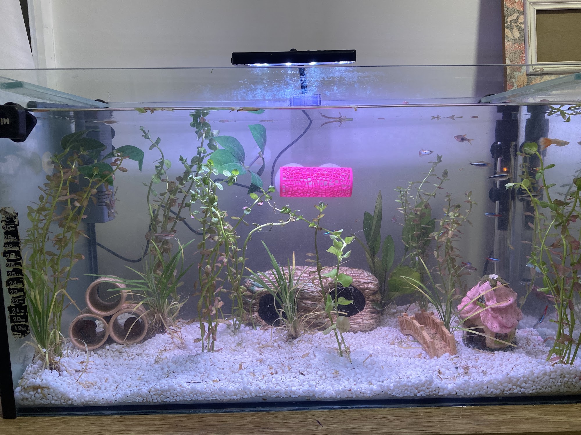 Coffs Coast Pets