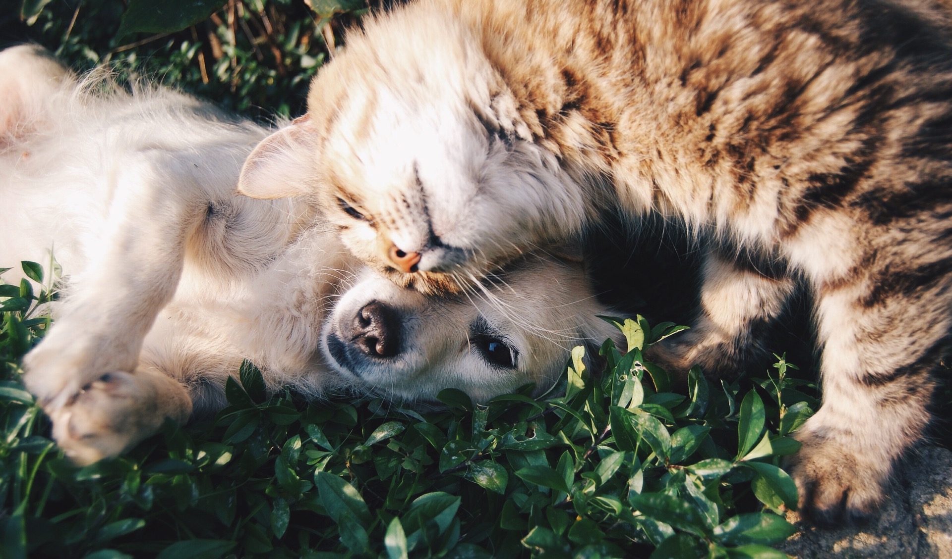 Coffs Coast Pets