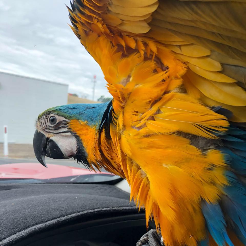 Coffs Coast Pets