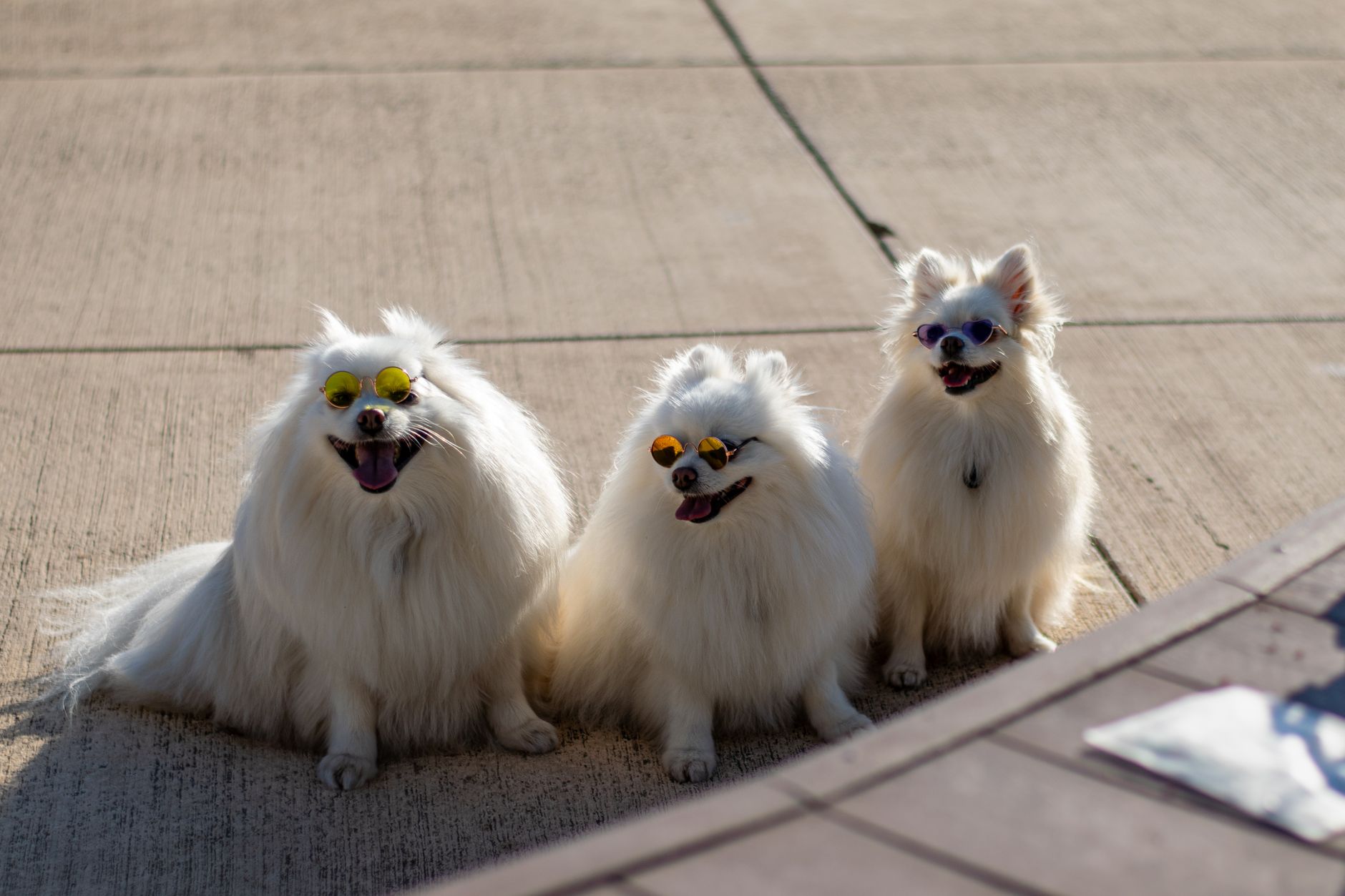 Coffs Coast Pets