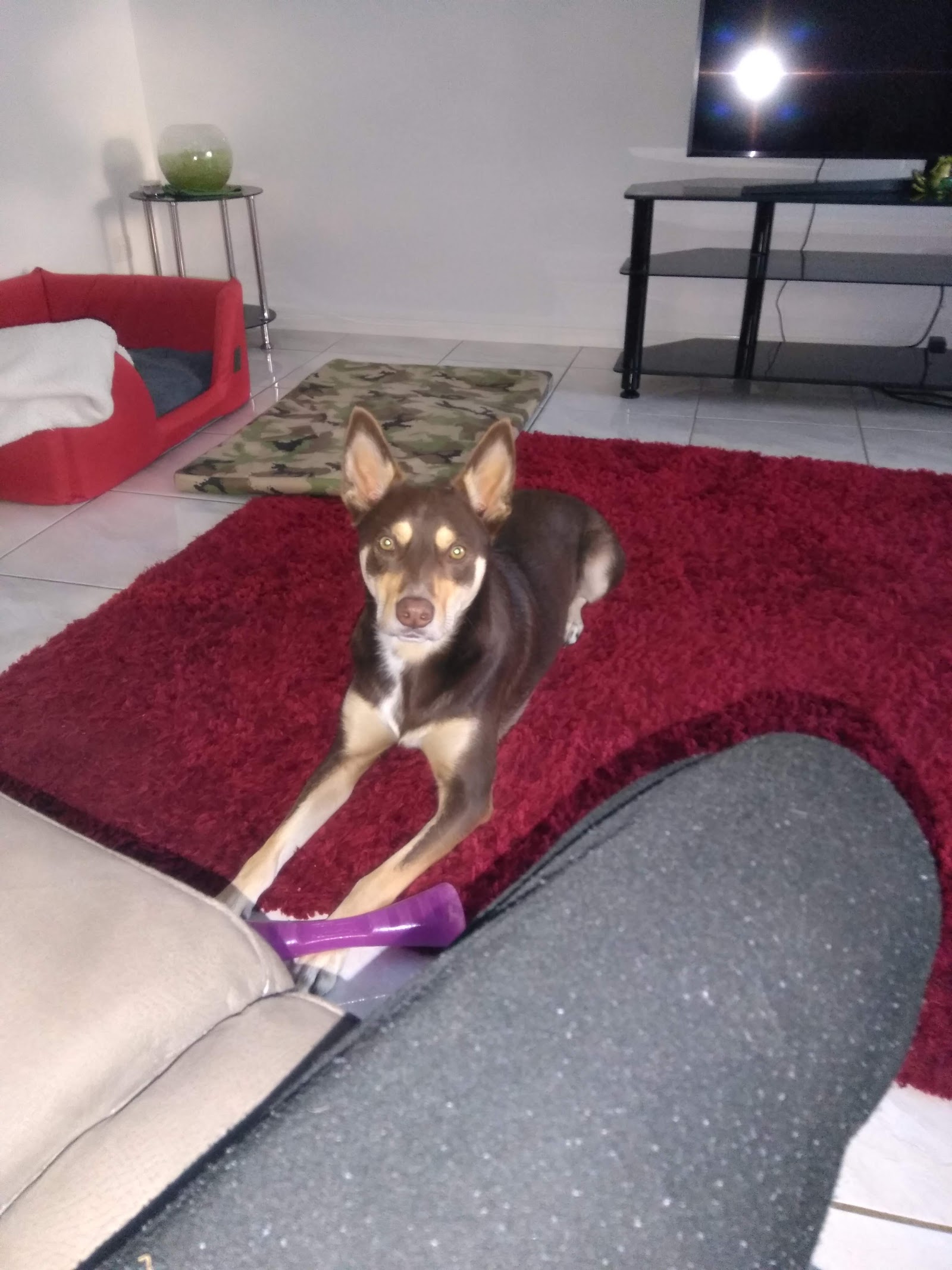Pacific Vetcare Sawtell