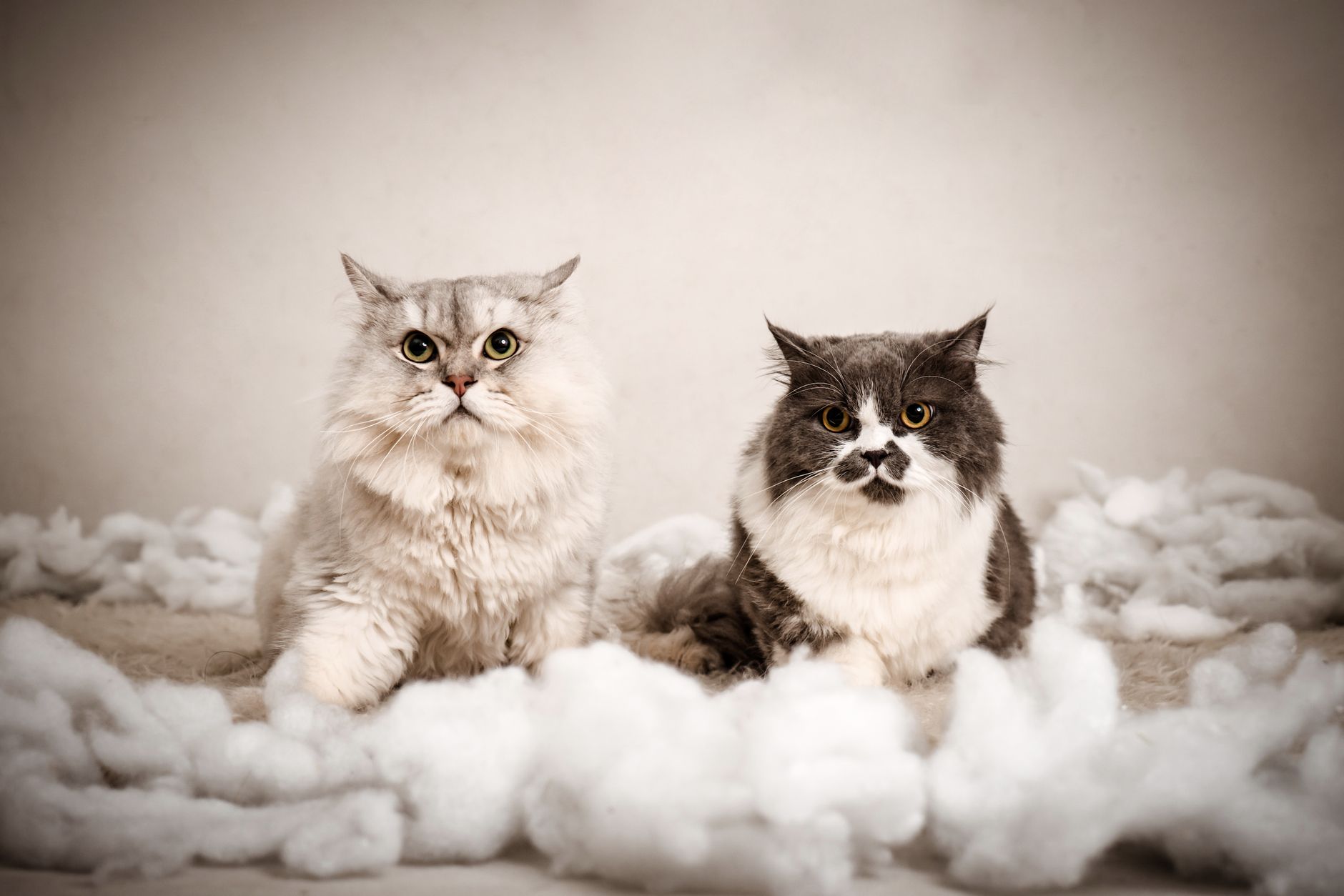 Kates Cat Motel — Pet Groomers