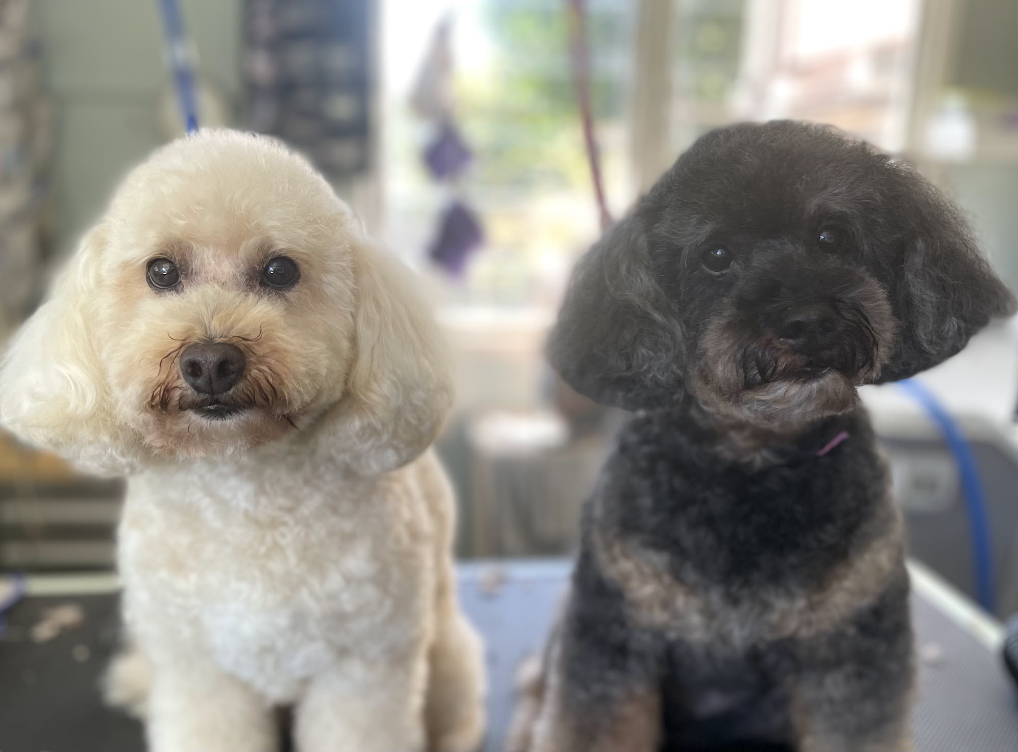 Loving Touch Dog Grooming — Pet Groomers
