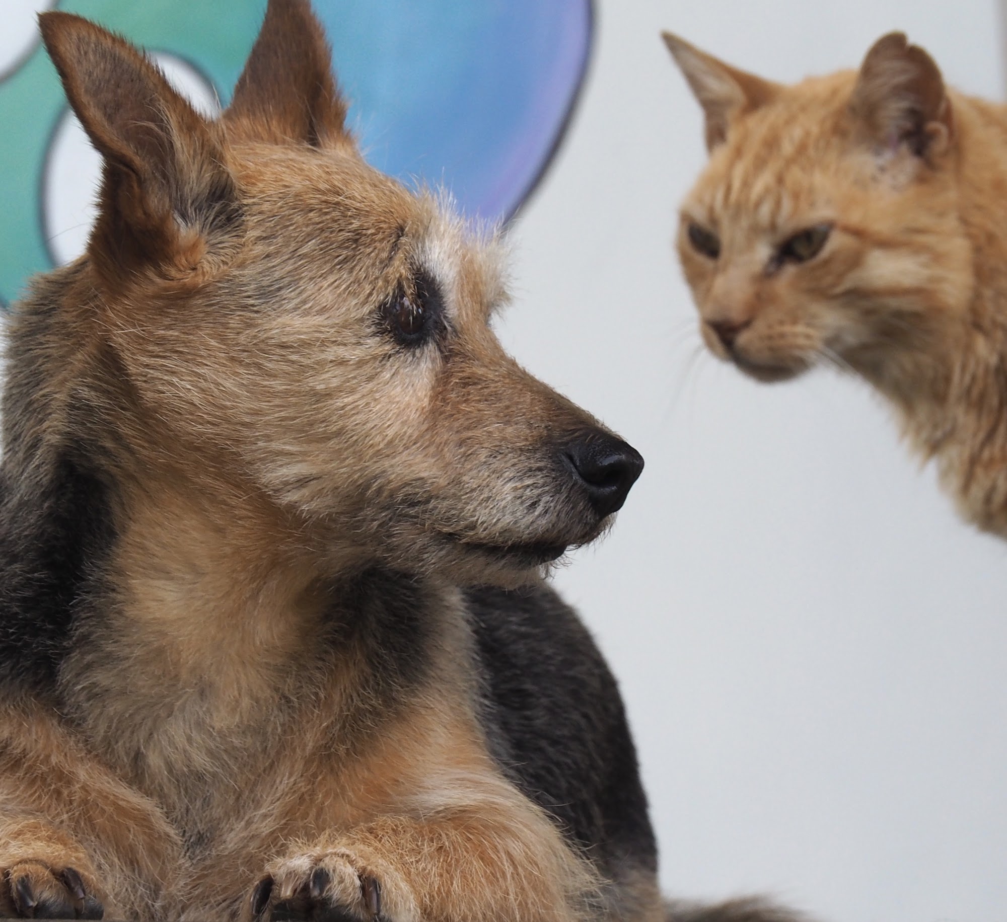 Loving Touch Dog Grooming