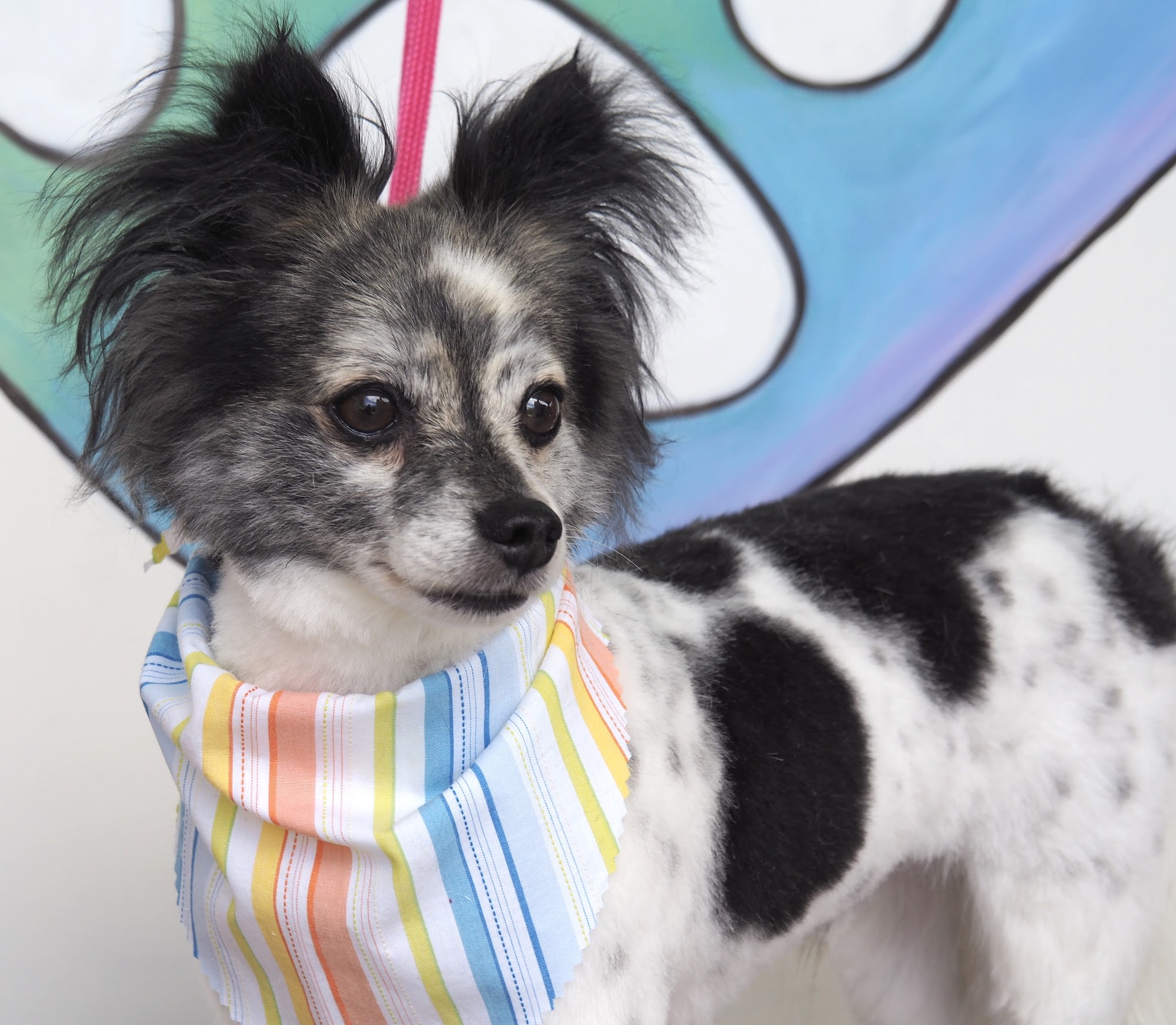 Loving Touch Dog Grooming