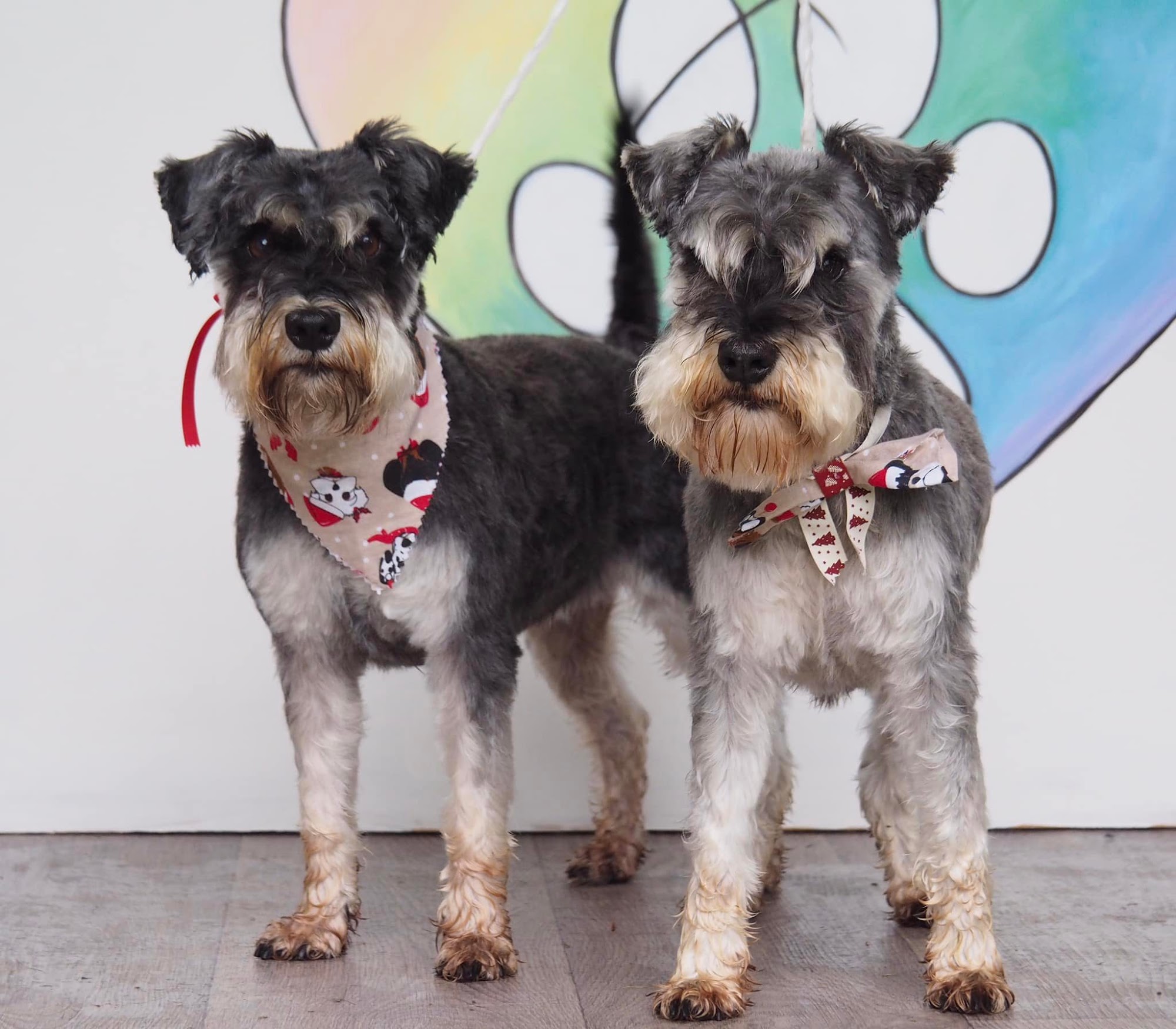 Loving Touch Dog Grooming