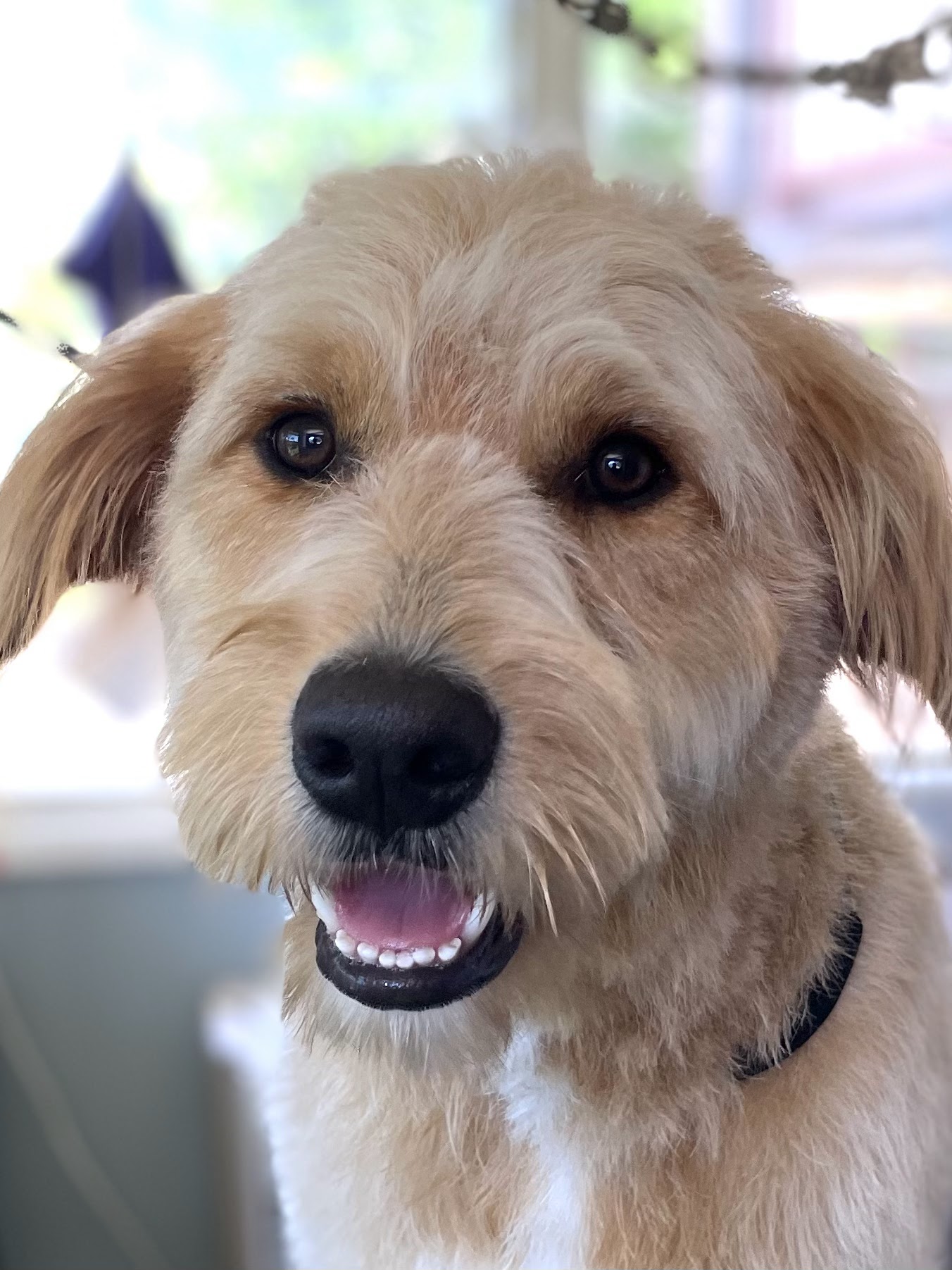 Loving Touch Dog Grooming