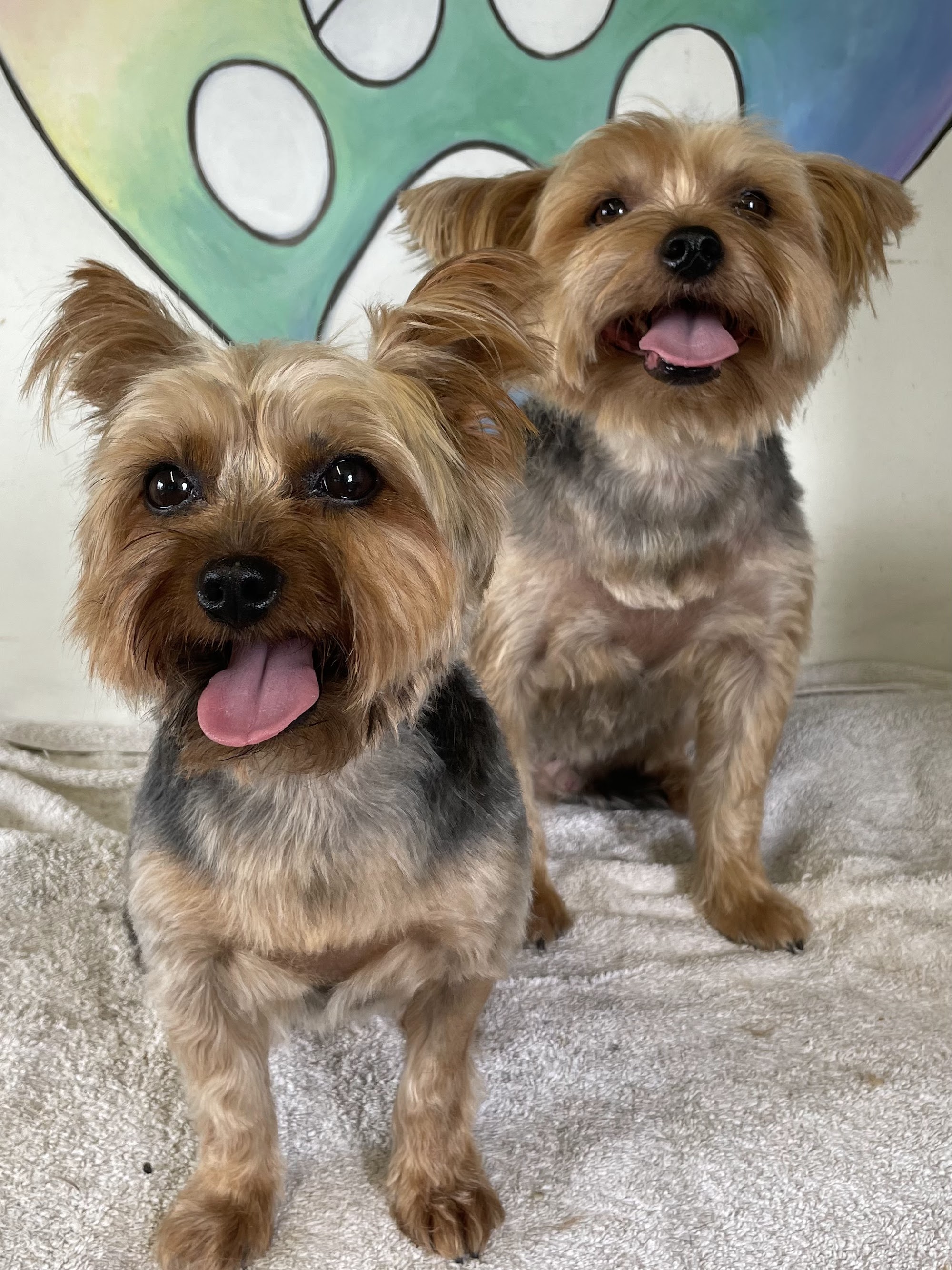 Loving Touch Dog Grooming