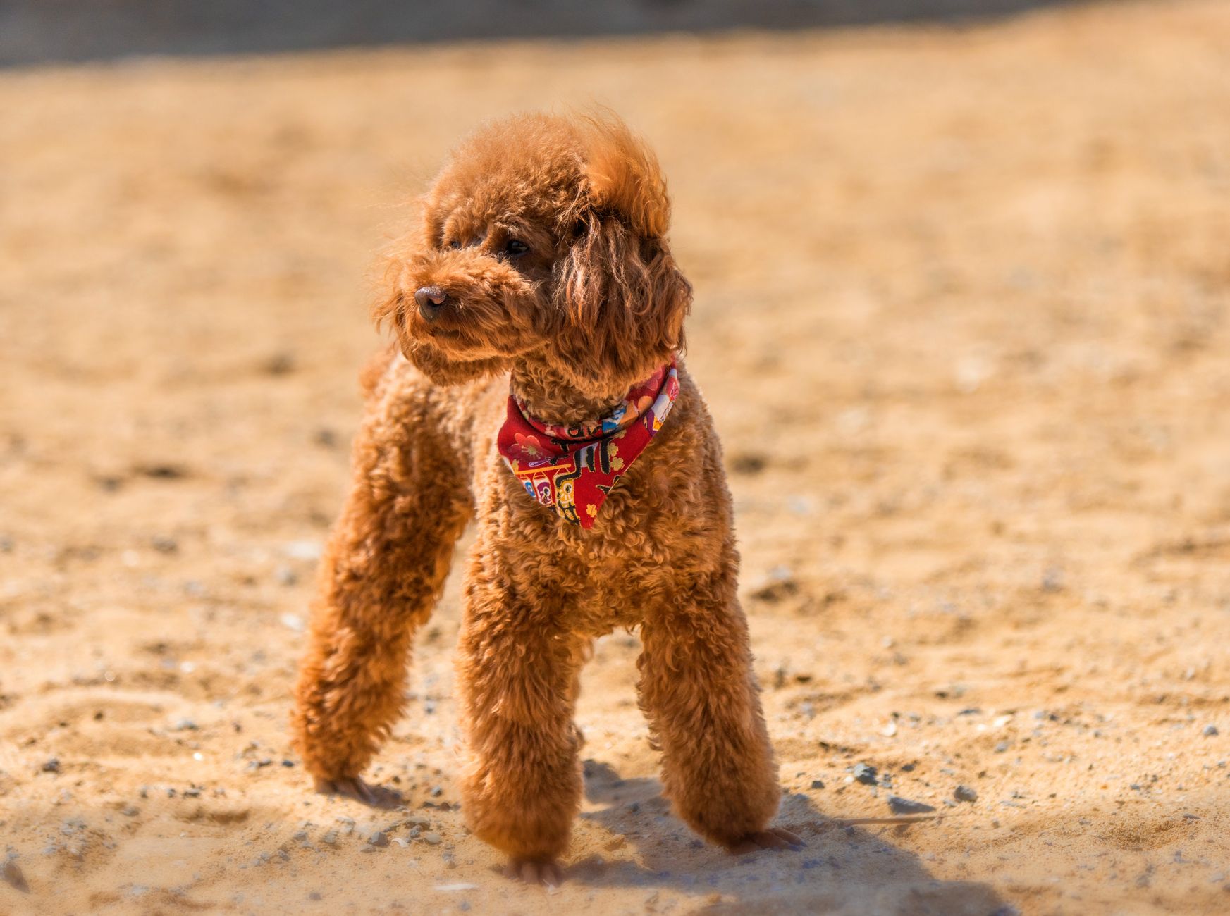 Loving Touch Dog Grooming
