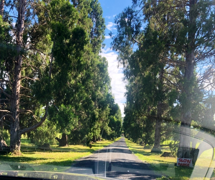 Bellingen Dog Care