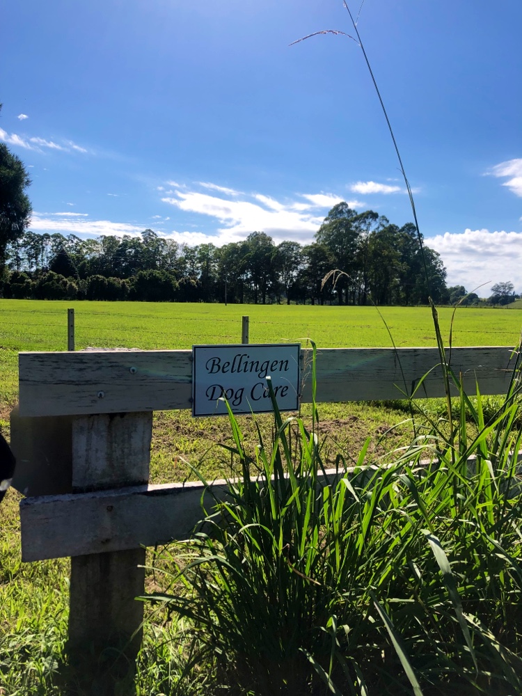 Bellingen Dog Care