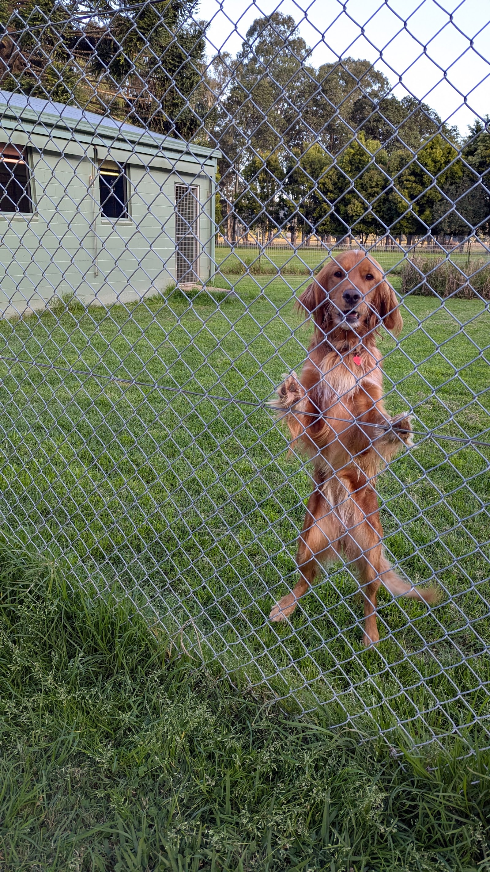 Bellingen Dog Care