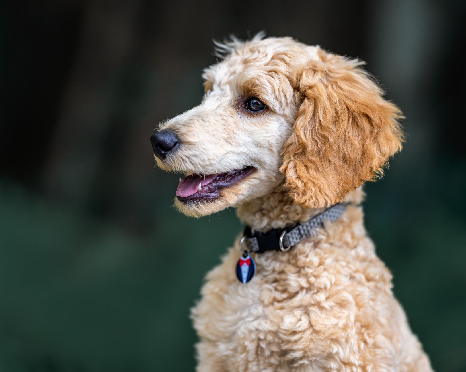 Bellingen Dog Care