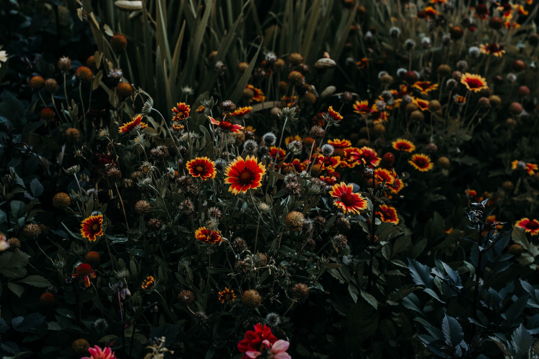 The Florist, Bellingen