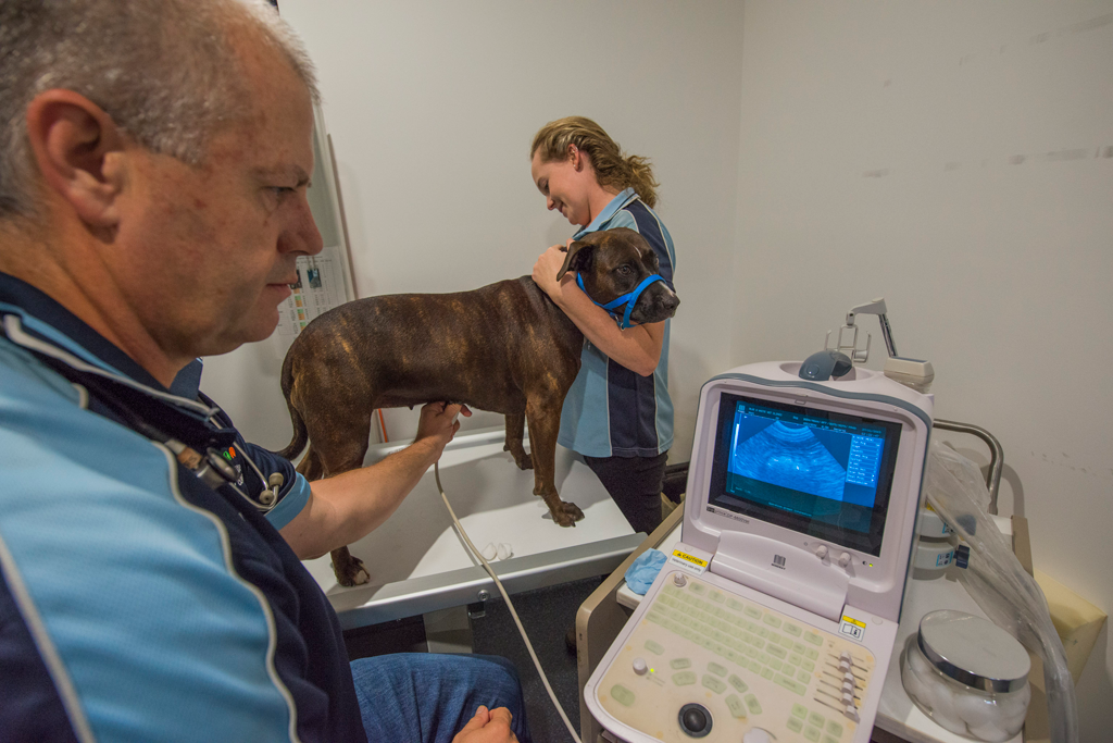 Blue & White Veterinary Clinic Nambucca Heads