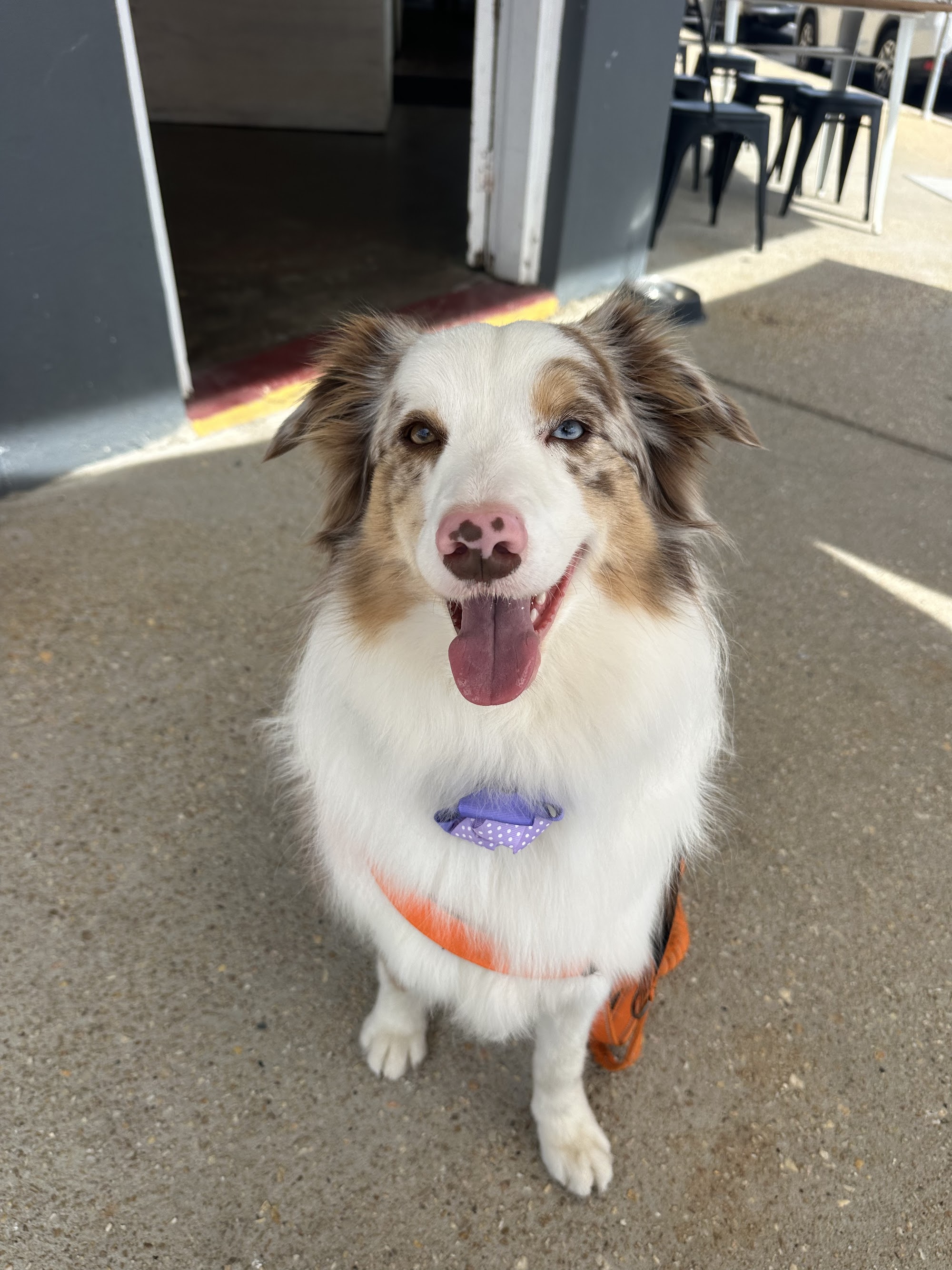 Muddy Paws Dog Grooming Salon Yarrahapinni NSW 2441