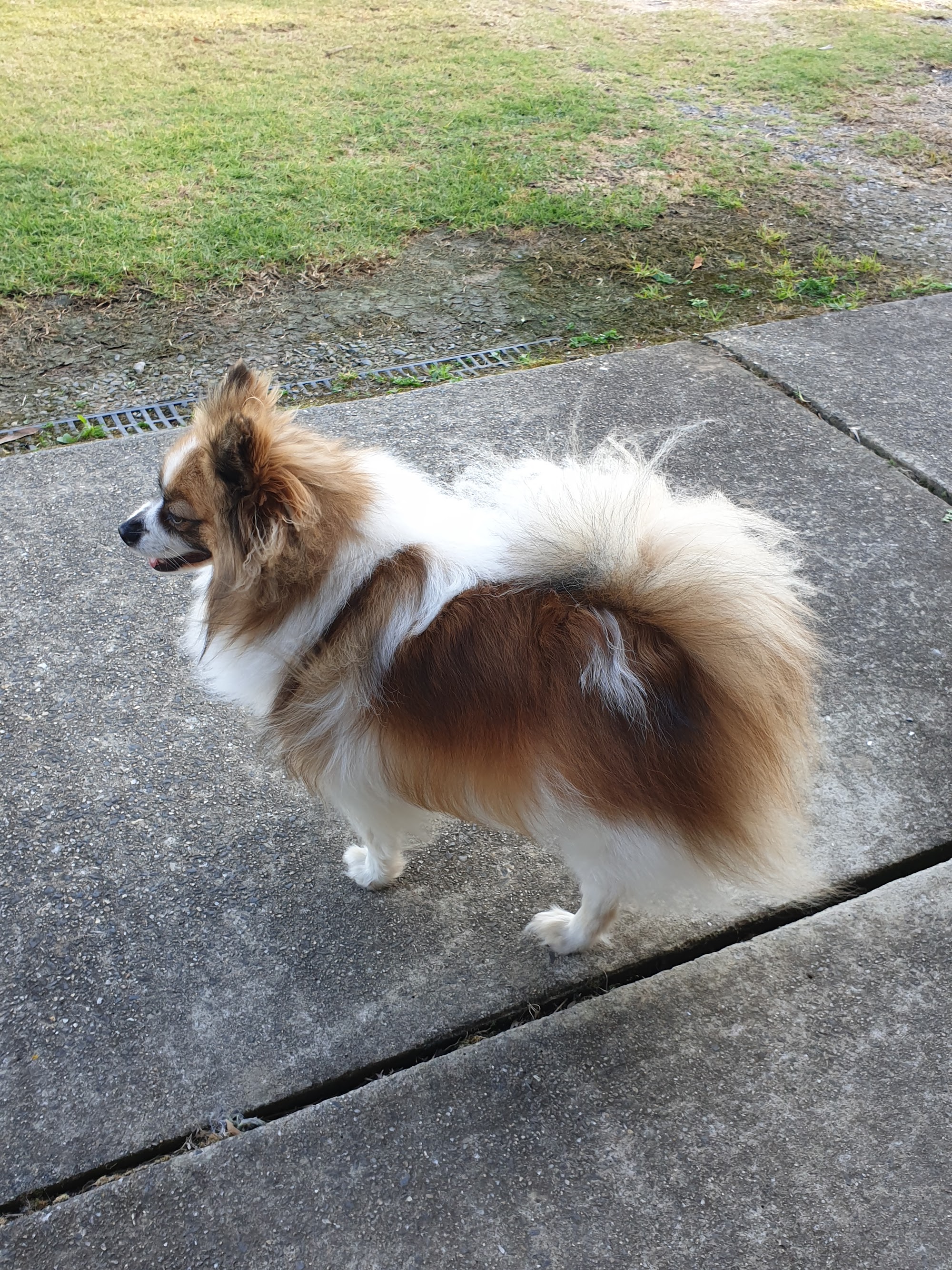 Muddy Paws Dog Grooming Salon Yarrahapinni NSW 2441