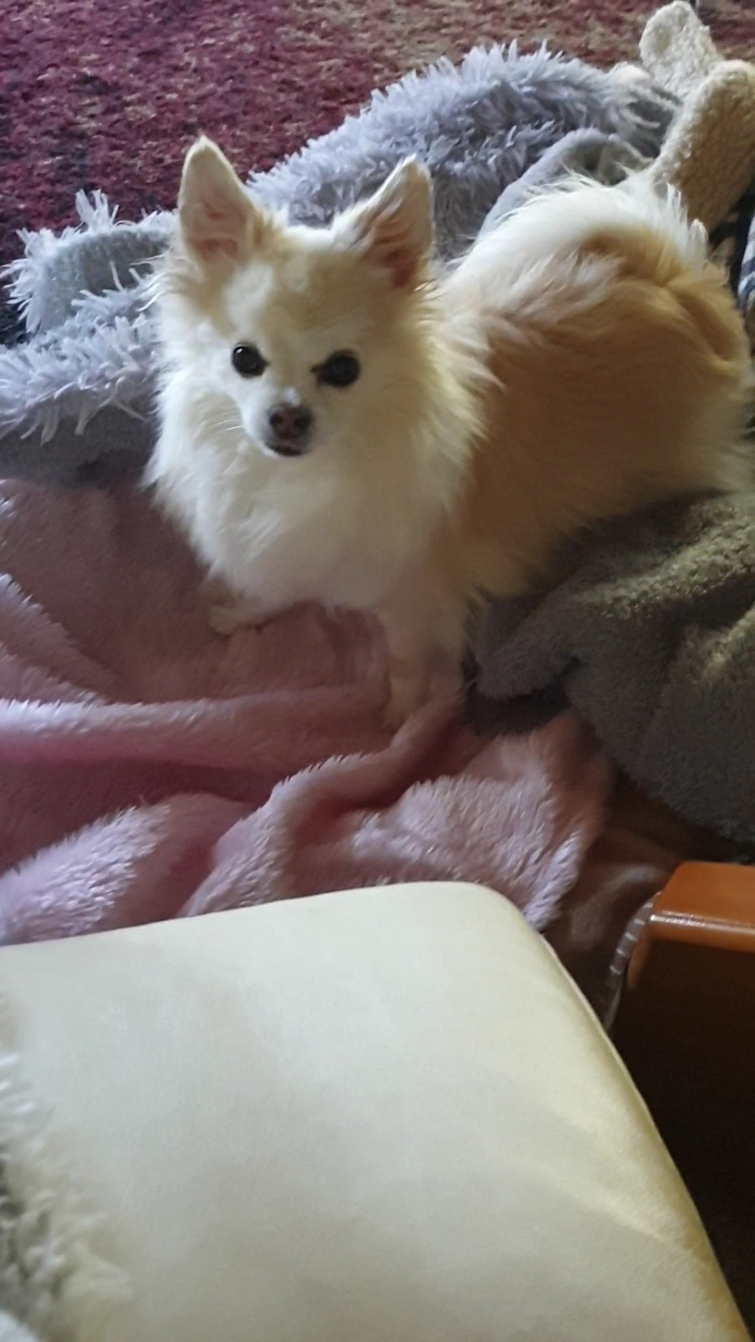 Muddy Paws Dog Grooming Salon Yarrahapinni NSW 2441
